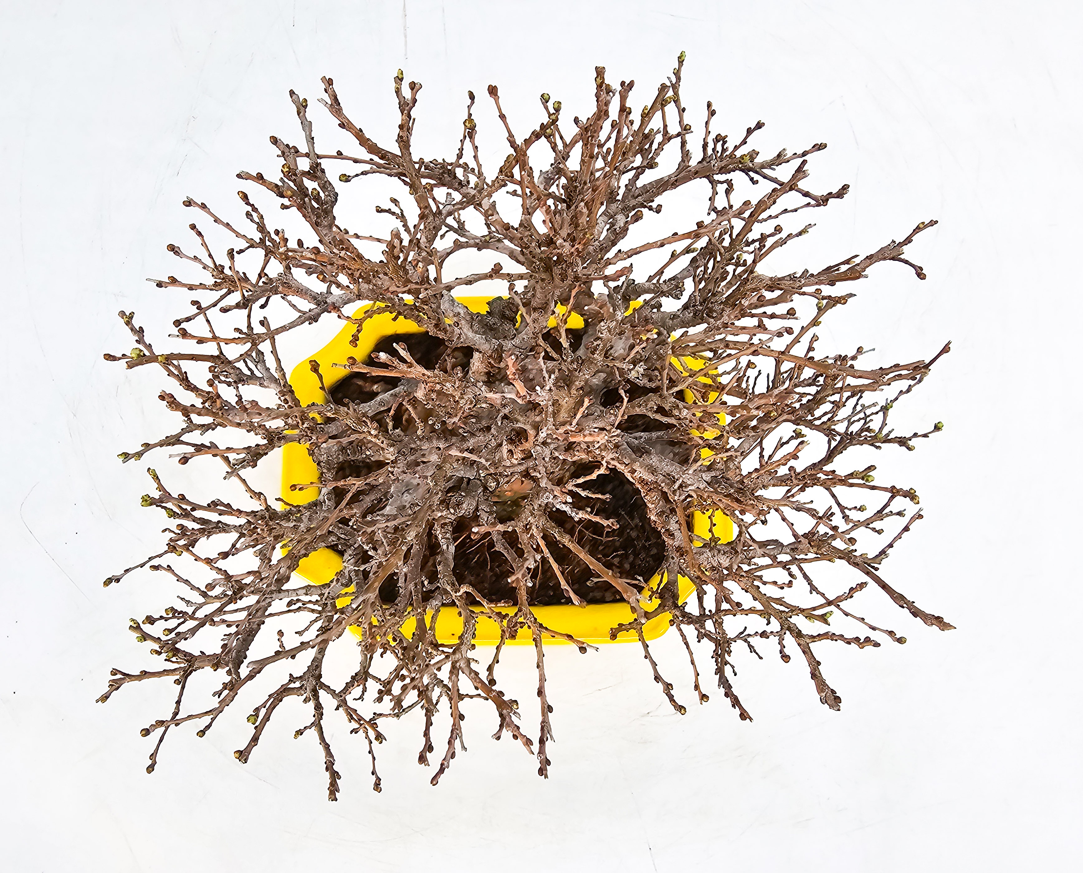 Bonsai Japanische Ulme - Ulmus parvifolia Shohin 14cm Video!!!!