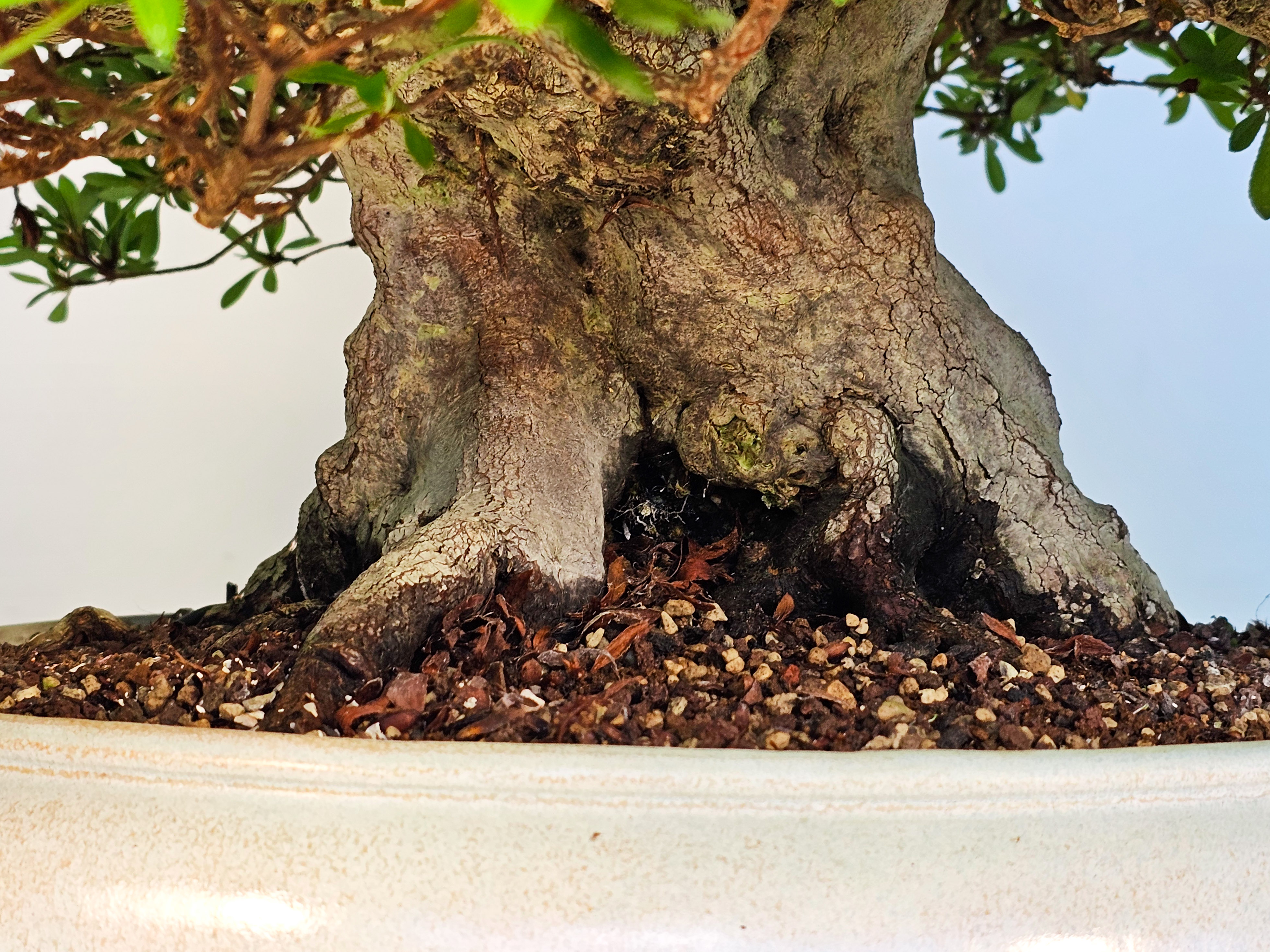 Bonsai Azalee Rhododendron indicum -Kozan- 55cm Bonsai Azalee Rhododendron indicum -Kozan- 55cm