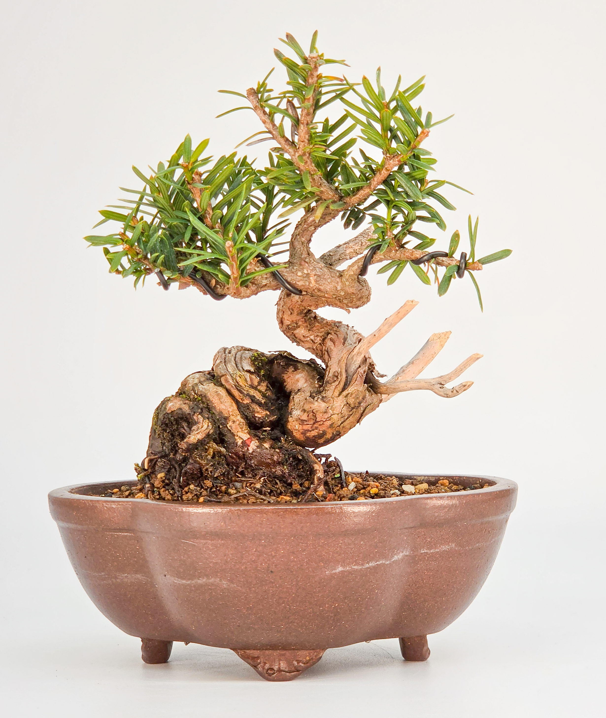 Bonsai Eibe - Taxus Shohin 13cm