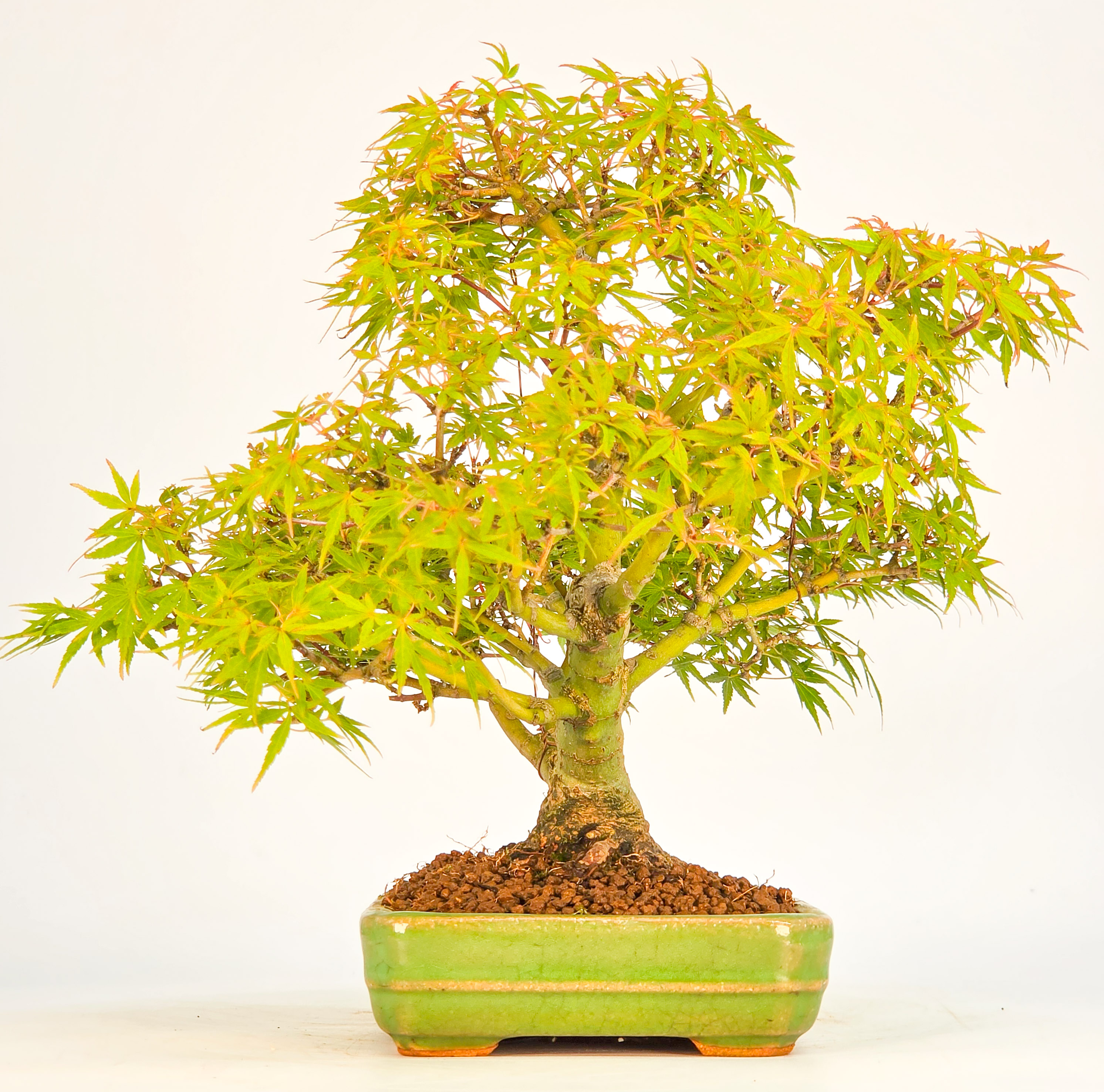 Bonsai Fächerahorn Zwergahorn – Acer palmatum Yukihime Shohin 20cm Video!!