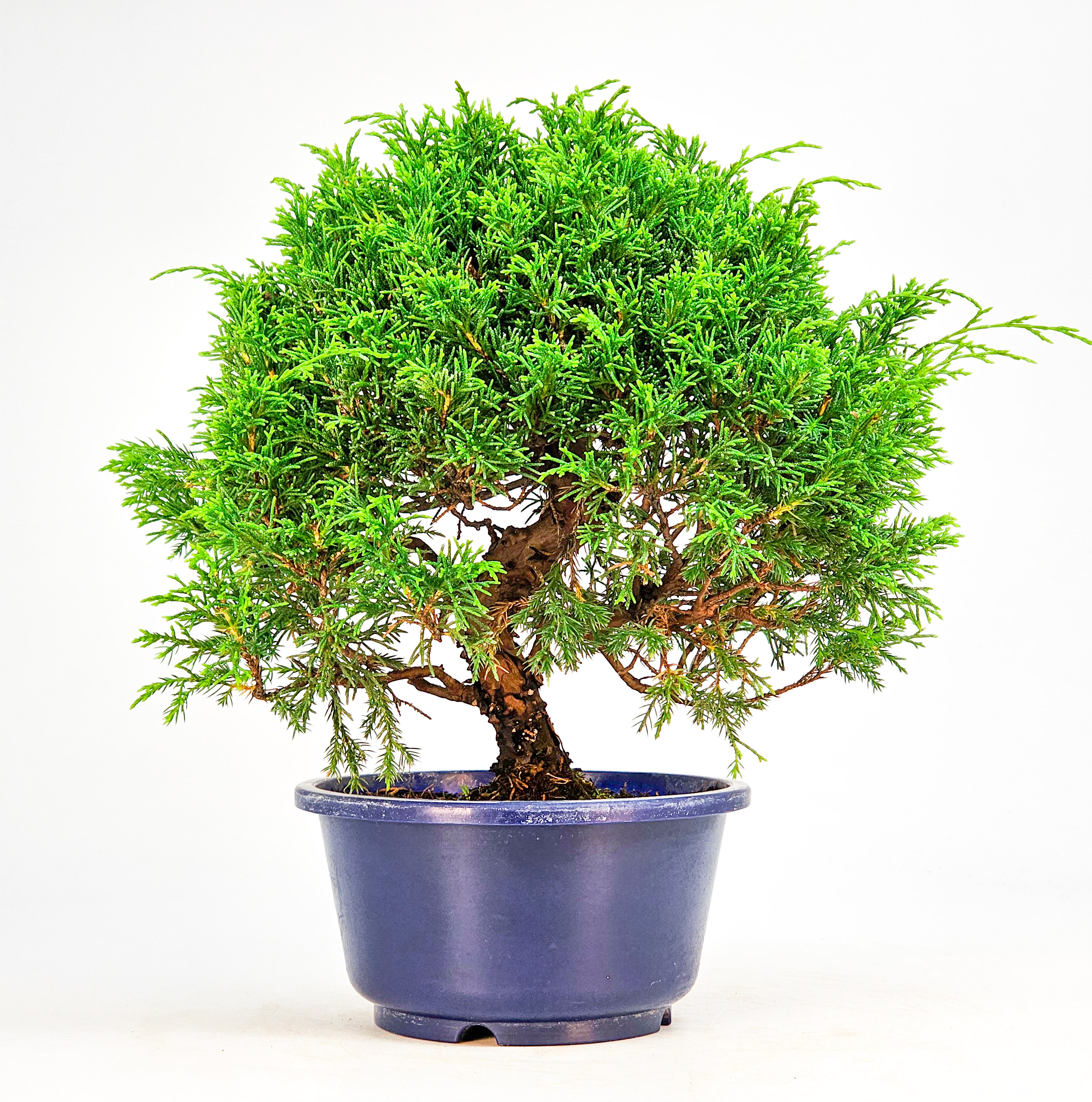 Bonsai Wacholder Juniperus chinensis shimpaku Shohin 21cm