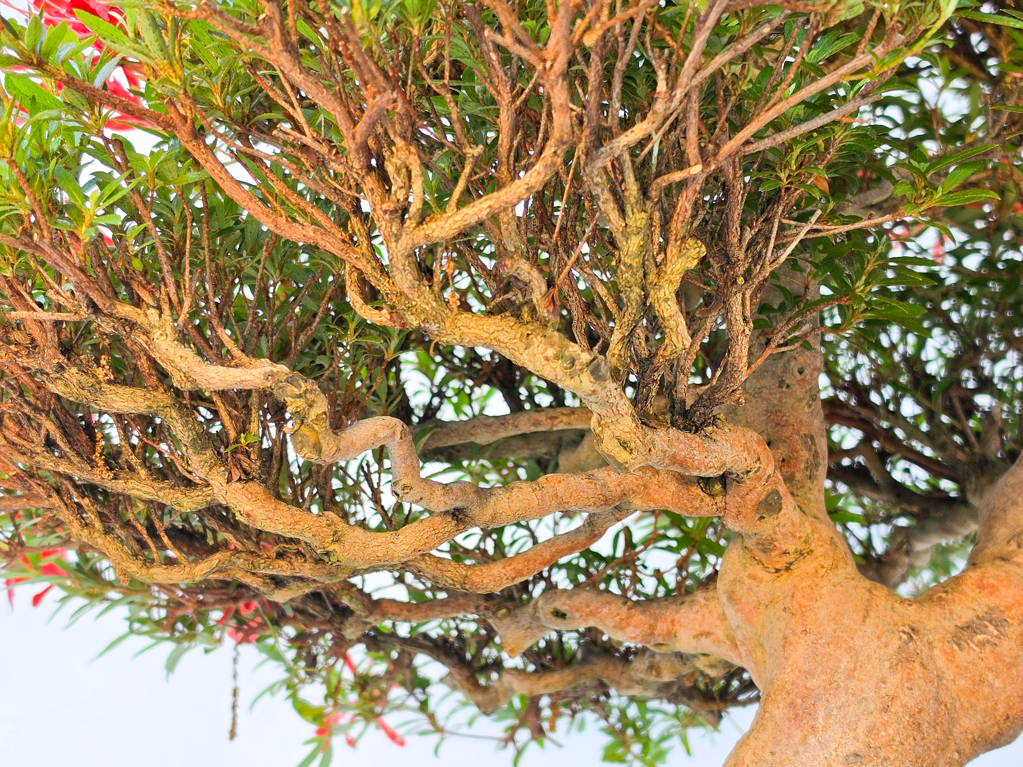 Bonsai Premium Azalee -  Rhododendron indicum kinsai 60cm