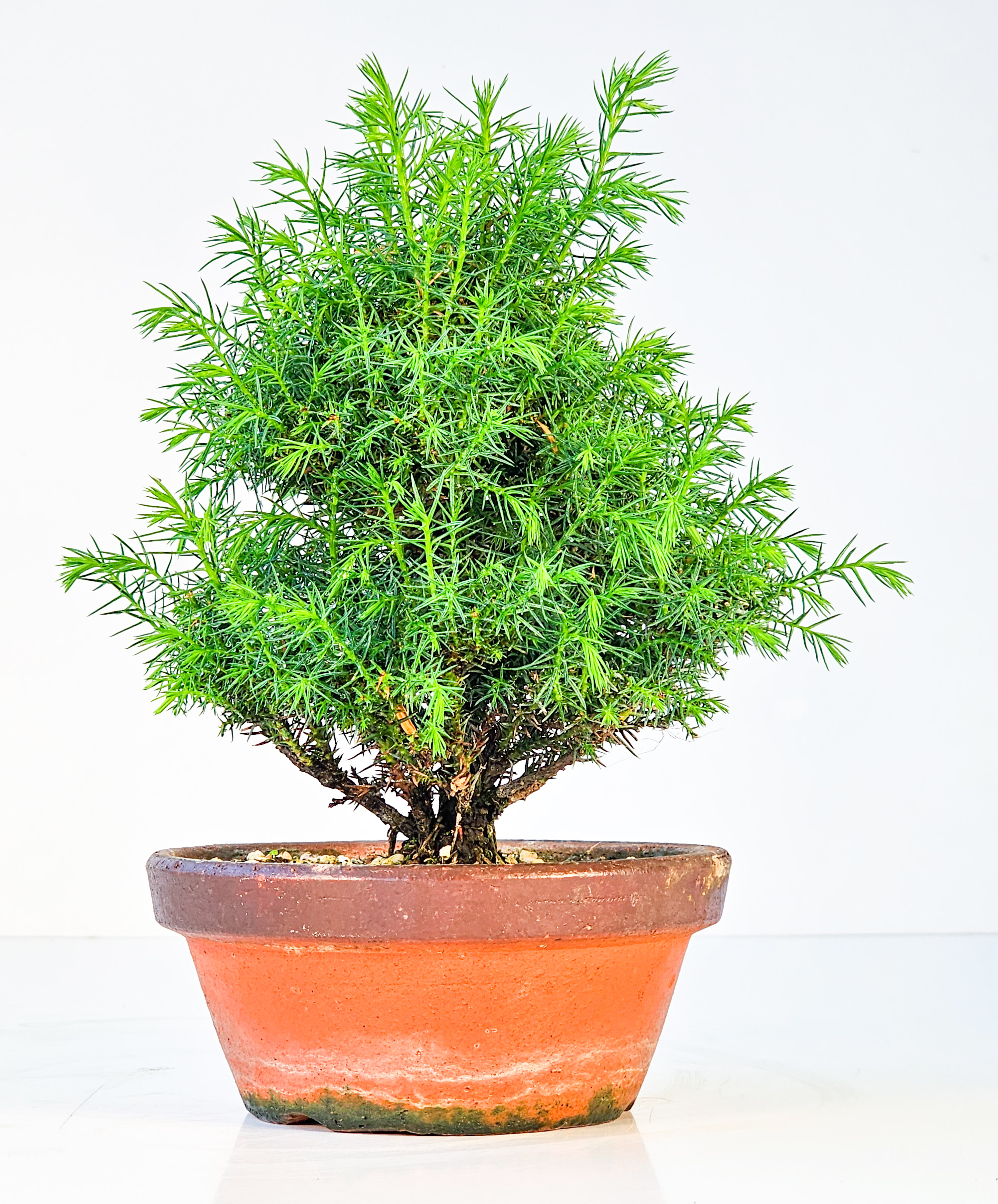 Bonsai Sicheltanne Cryptomeria Japonica Shohin 18cm  