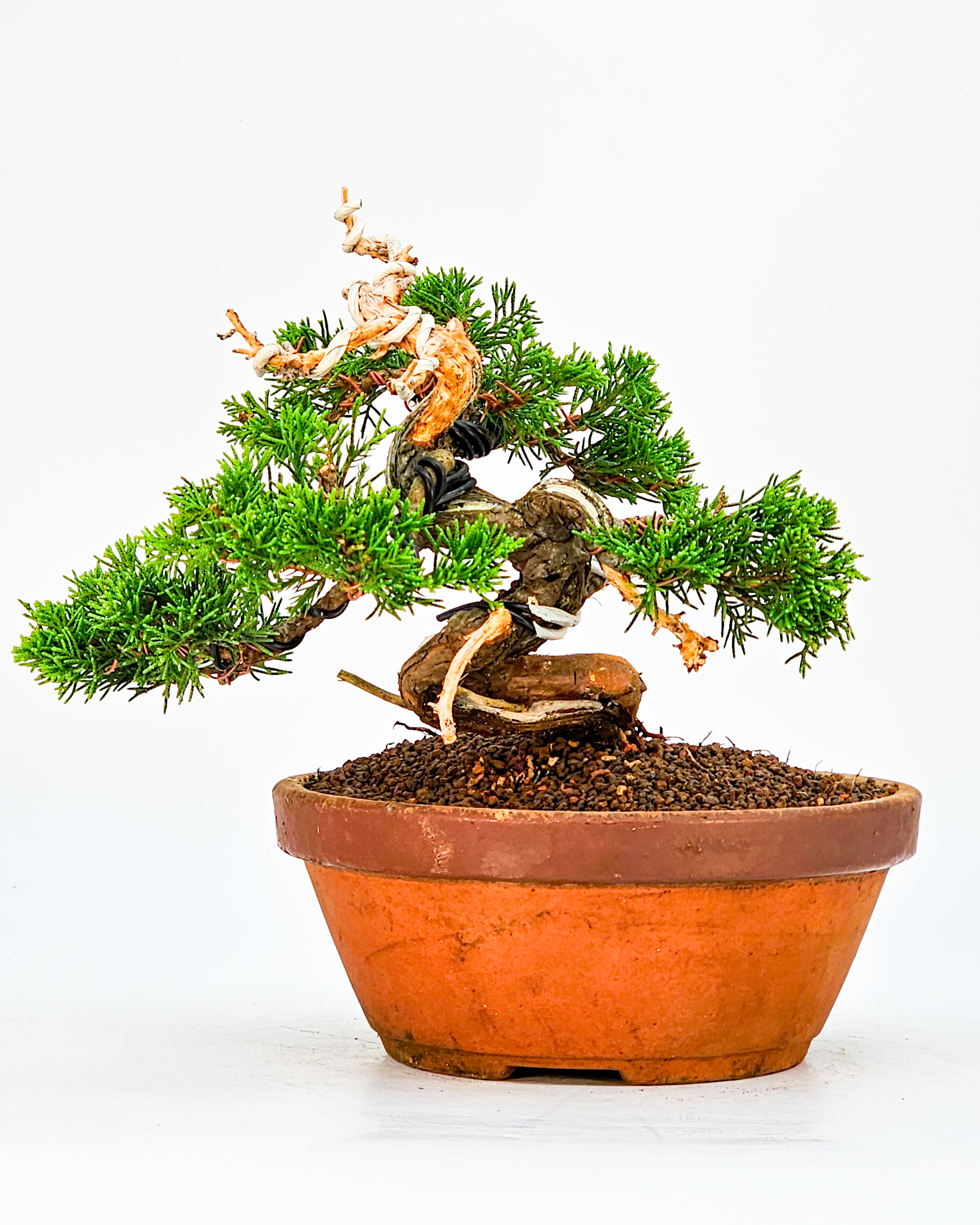 Bonsai Wacholder Juniperus chinensis Shohin 17cm
