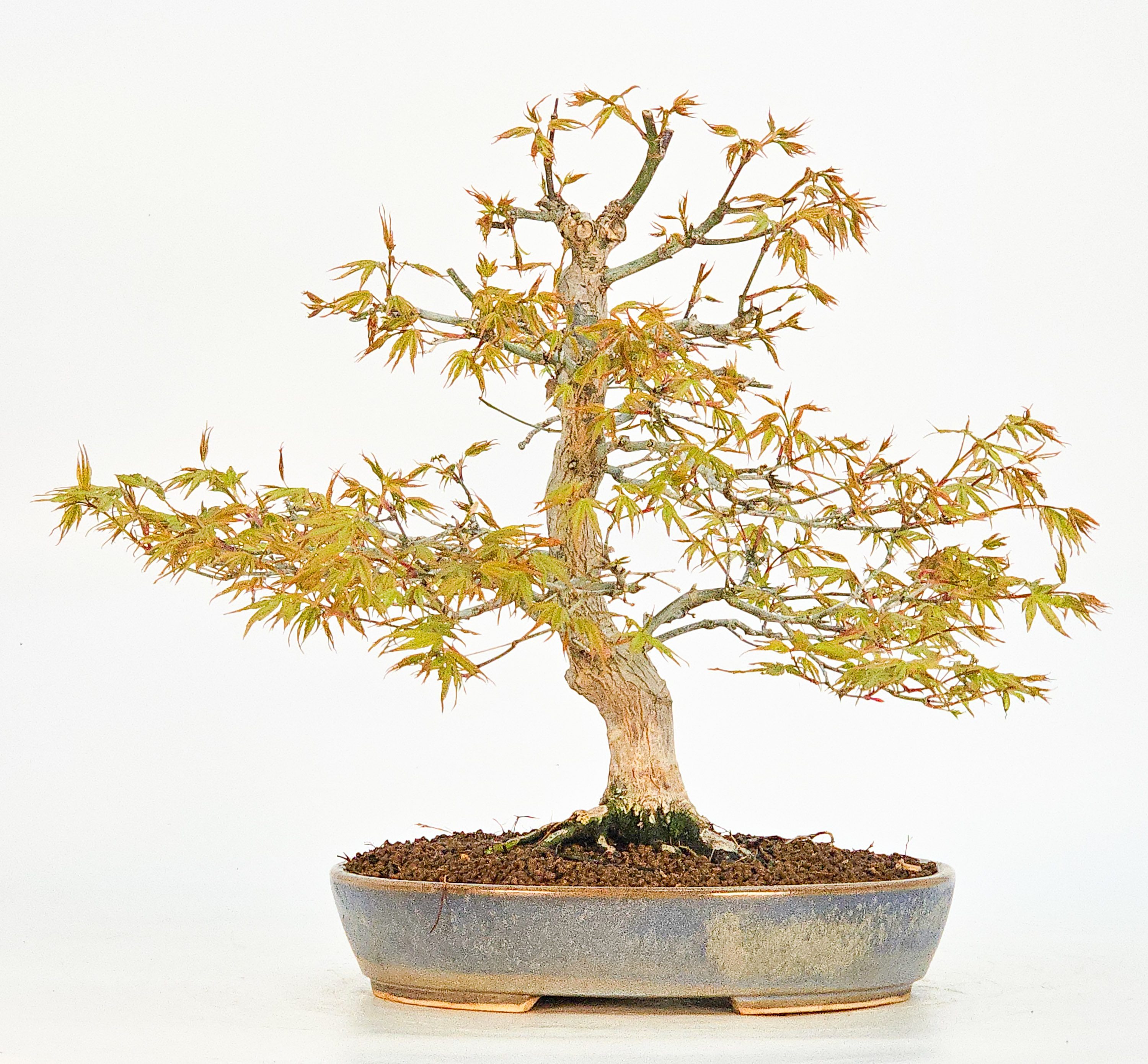 Bonsai Fächerahorn - Acer palmatum 27cm
