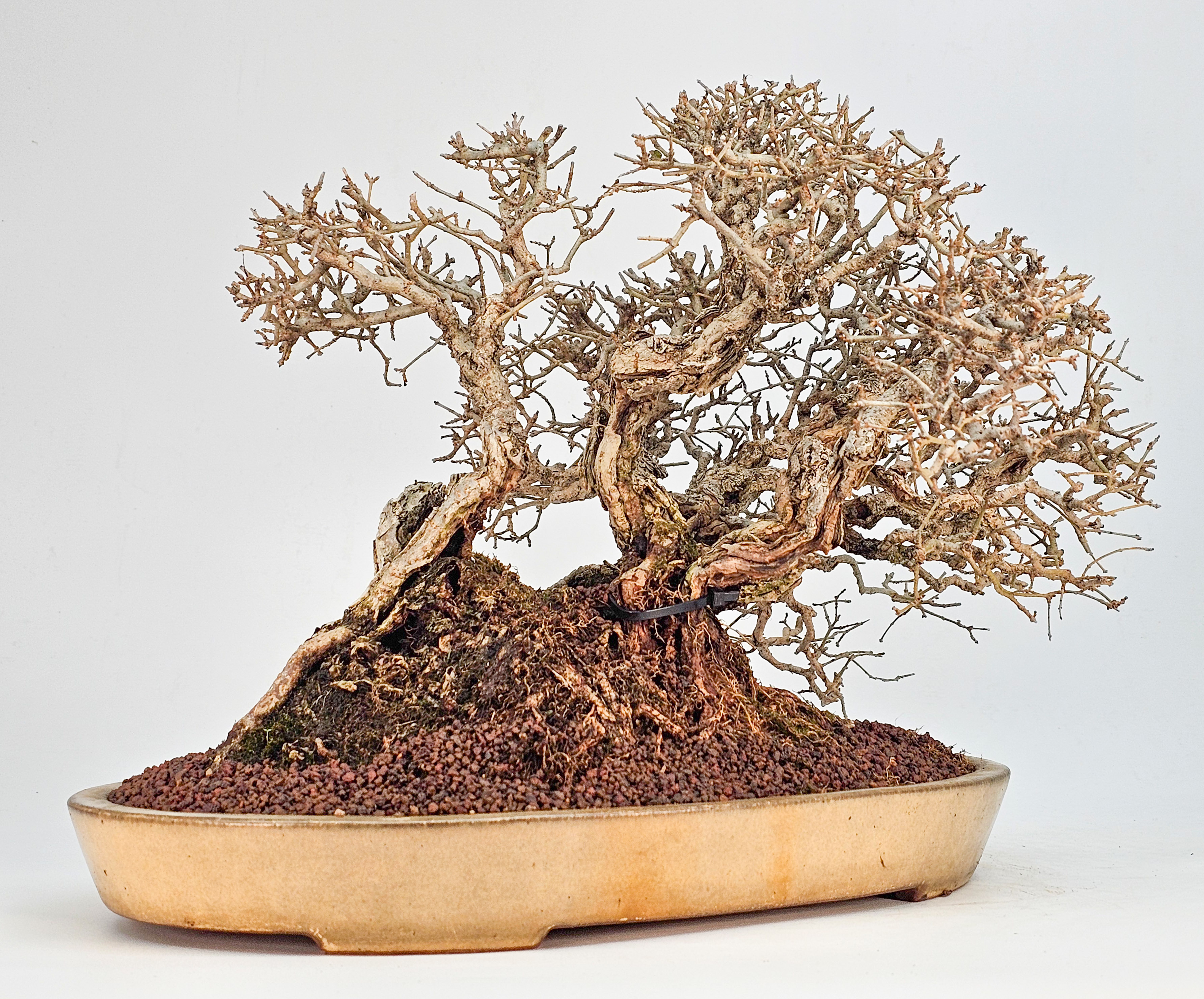 Bonsai Japanischer Liguster - Ligustrum japonicum 25cm