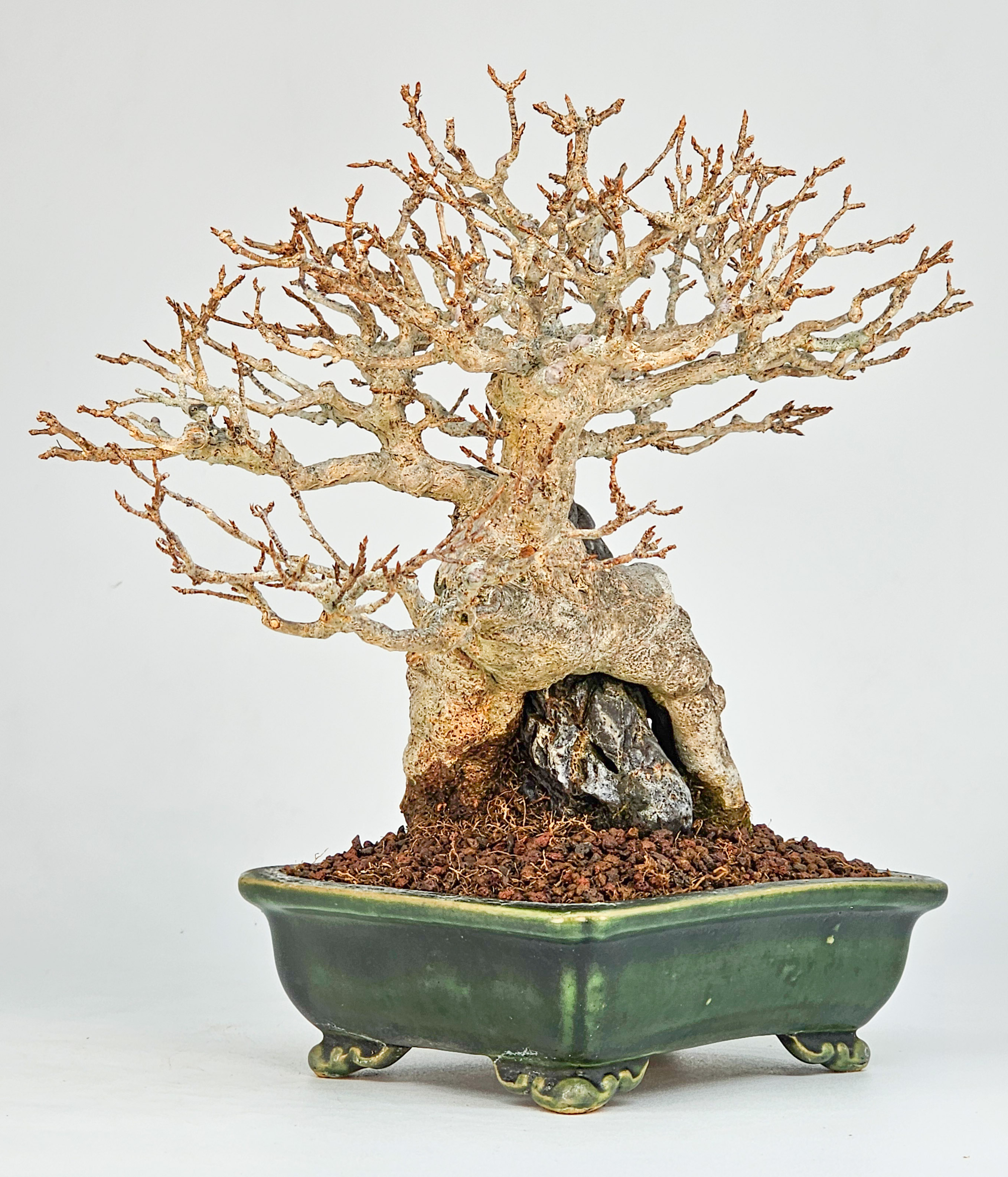 Bonsai Dreispitzahorn - Acer buergerianum Ishizuki Shohin 17cm  