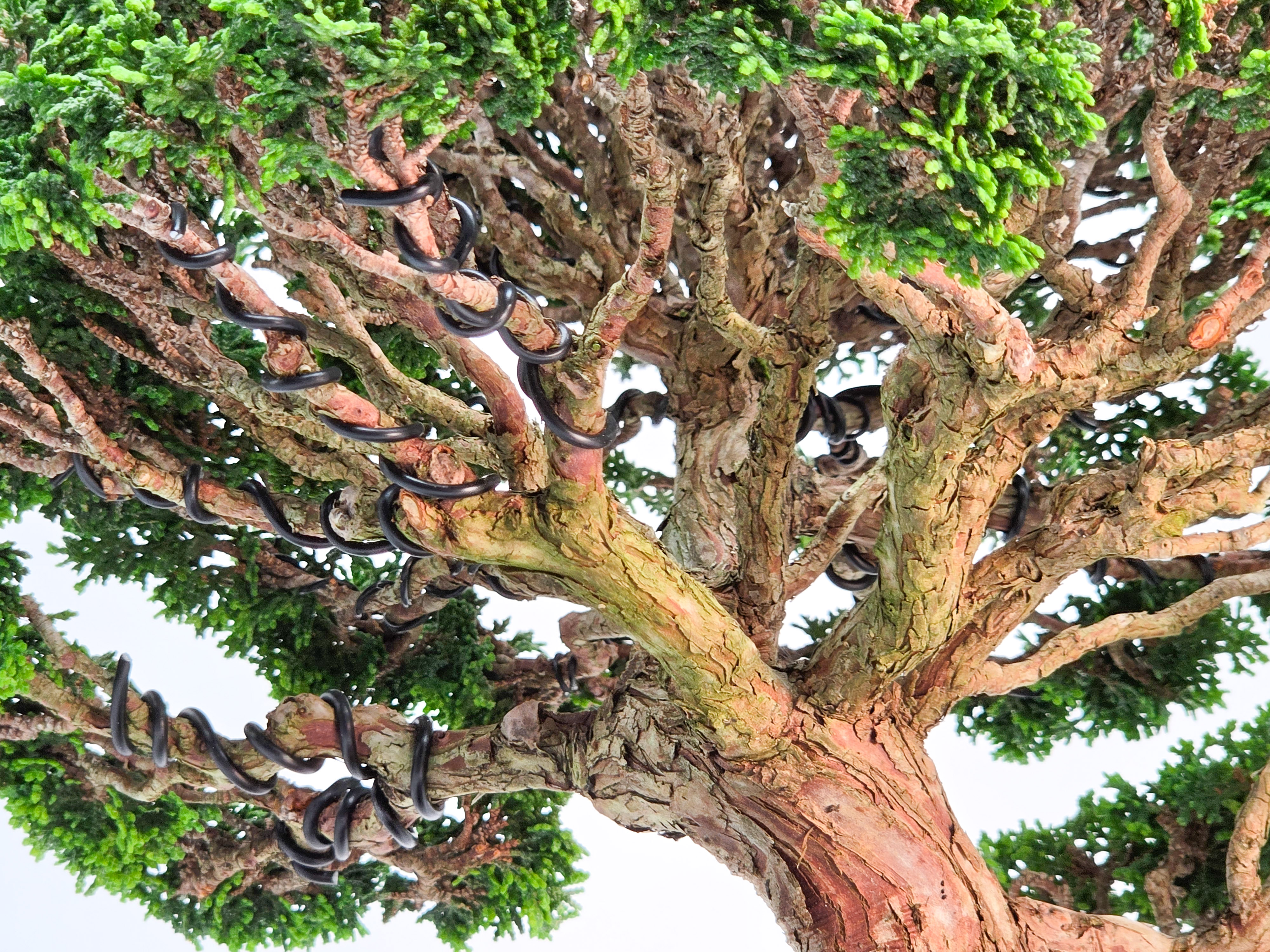 Bonsai Muschelzypresse - Chamaecyparis obtusa 30cm