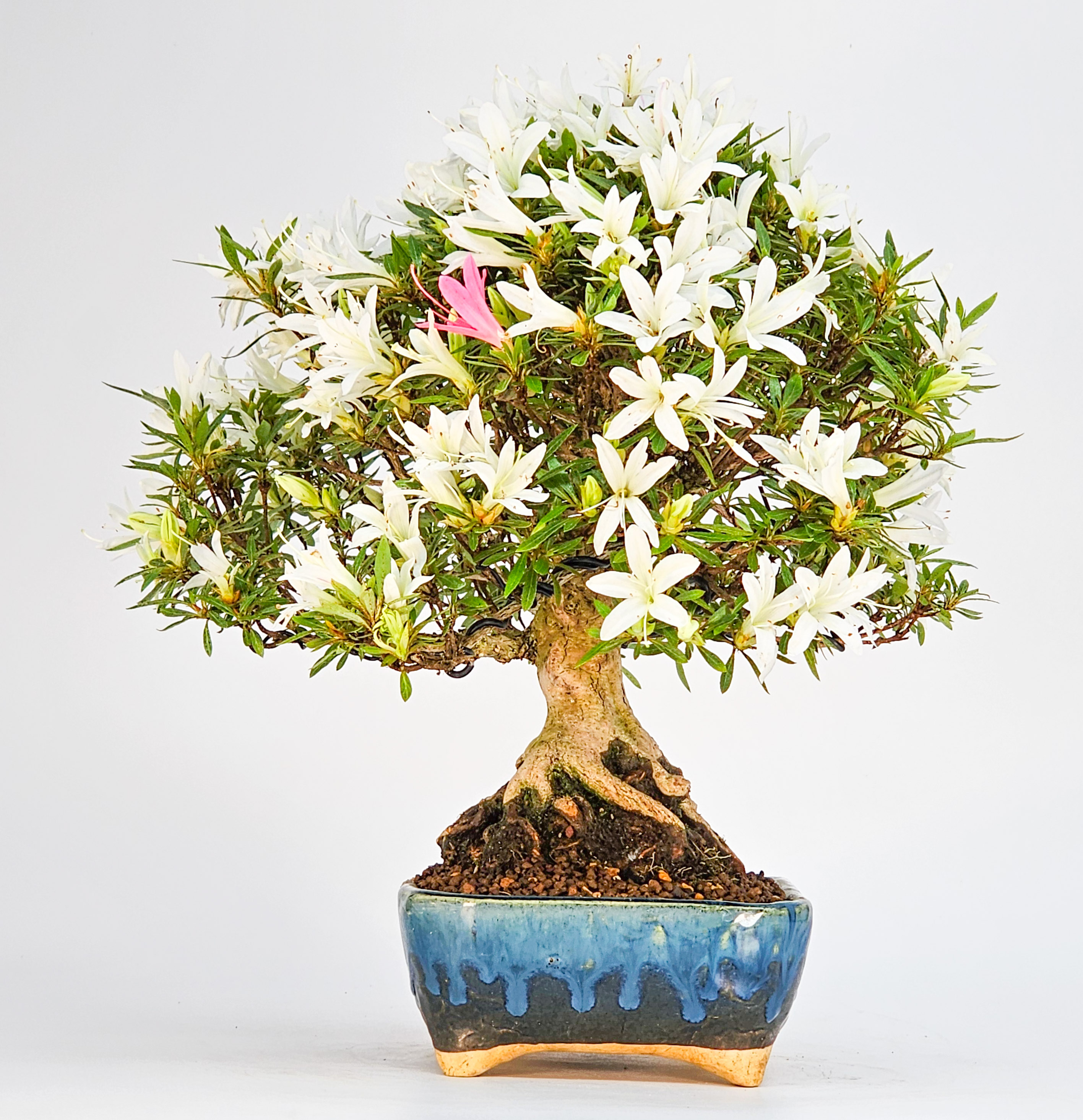 Bonsai Azalee Rhododendron indicum Shohin 21cm