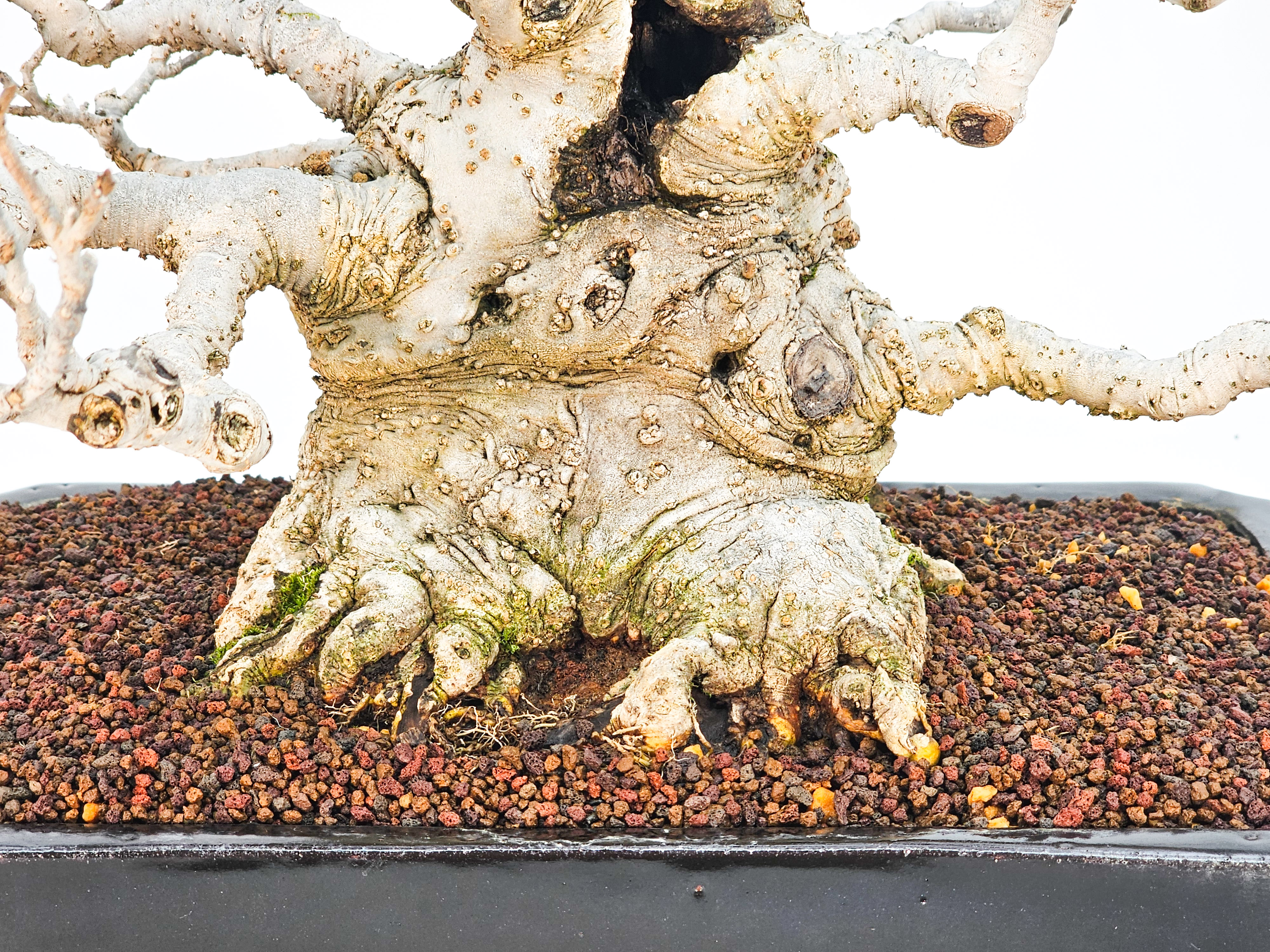 Bonsai Jap. Winterbeere - Ilex serrata 36cm Bonsai Jap. Winterbeere - Ilex serrata 36cm