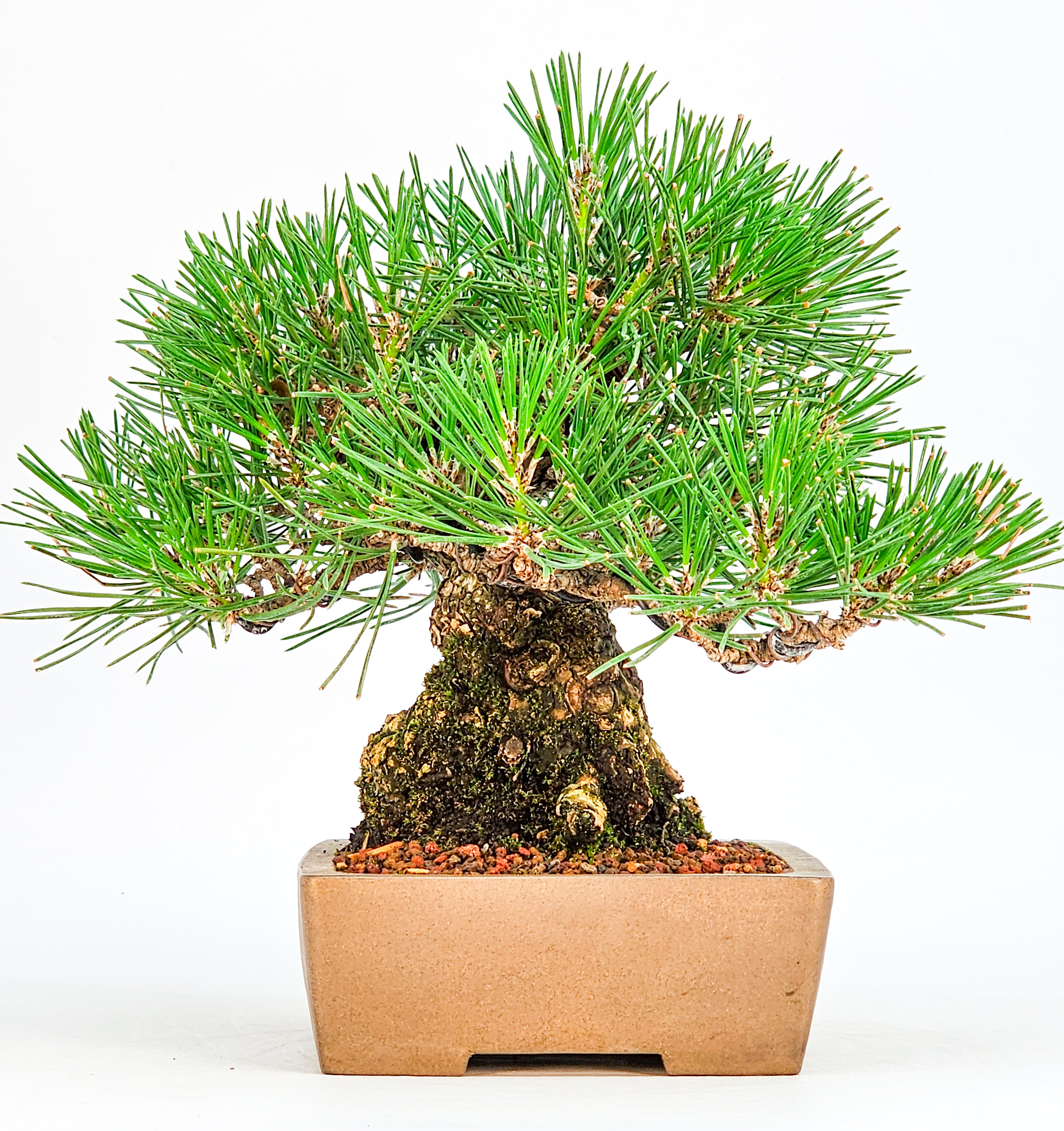 Bonsai Schwarzkiefer - Pinus thunbergii Shohin 19cm