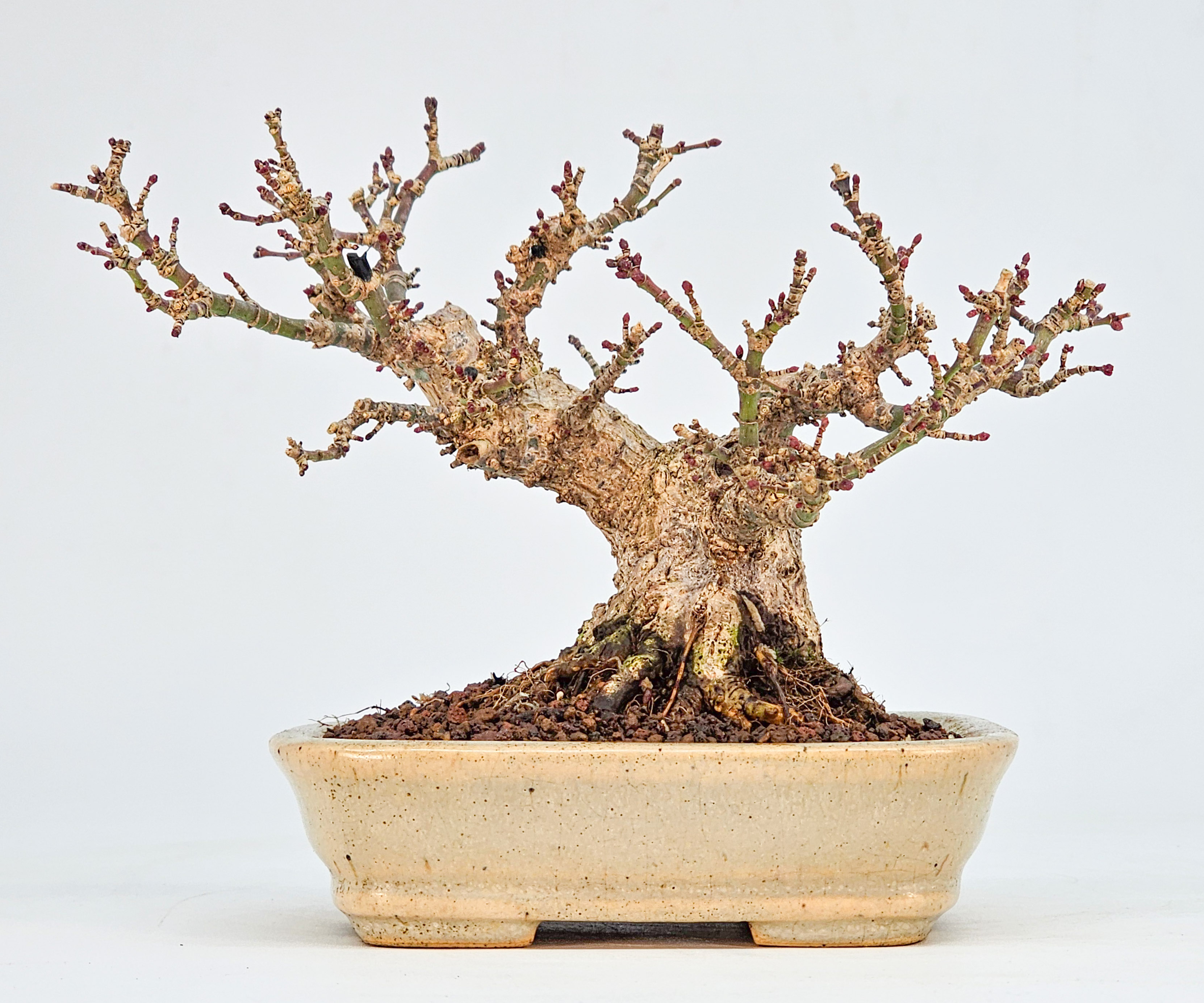 Bonsai Fächerahorn - Acer Palmatum Kotohime Shohin 10cm 
