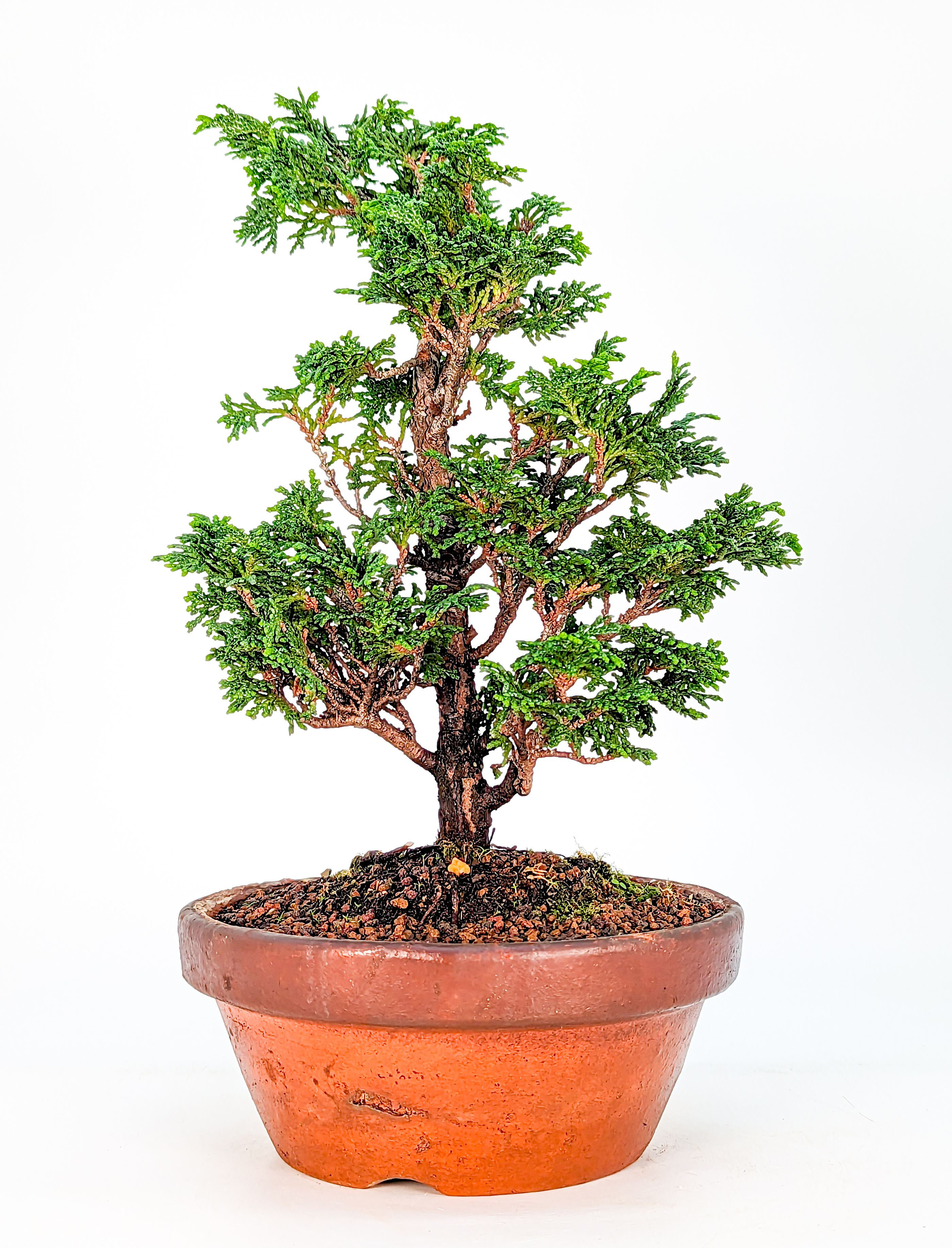 Bonsai Hinoki Scheinzypresse - chamaecyparis obtusa 25cm
