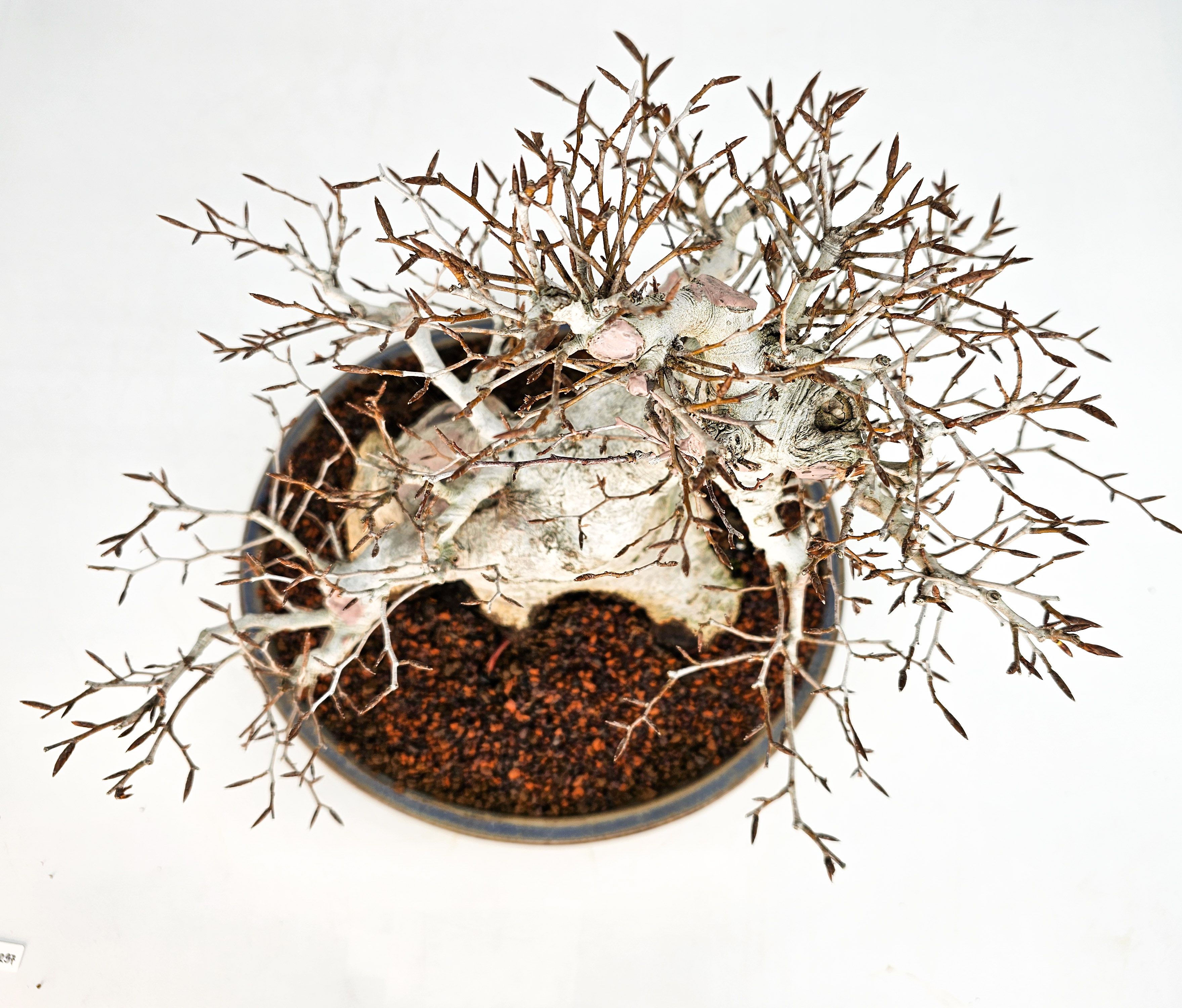Bonsai Premium Kerbbuche Fagus Crenata 26 cm Video!!! Bonsai Premium Kerbbuche Fagus Crenata 26 cm Video!!!