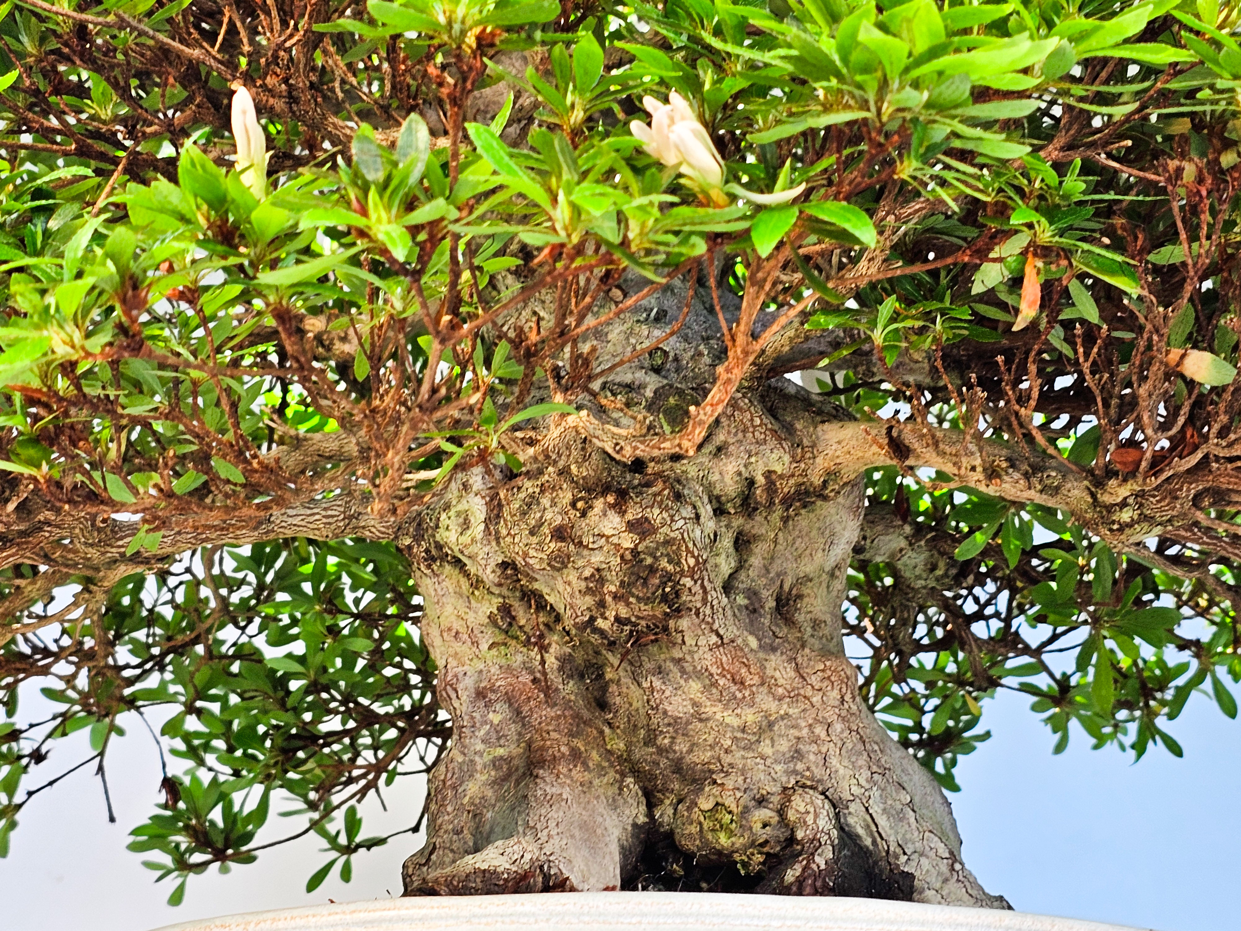 Bonsai Azalee Rhododendron indicum -Kozan- 55cm Bonsai Azalee Rhododendron indicum -Kozan- 55cm