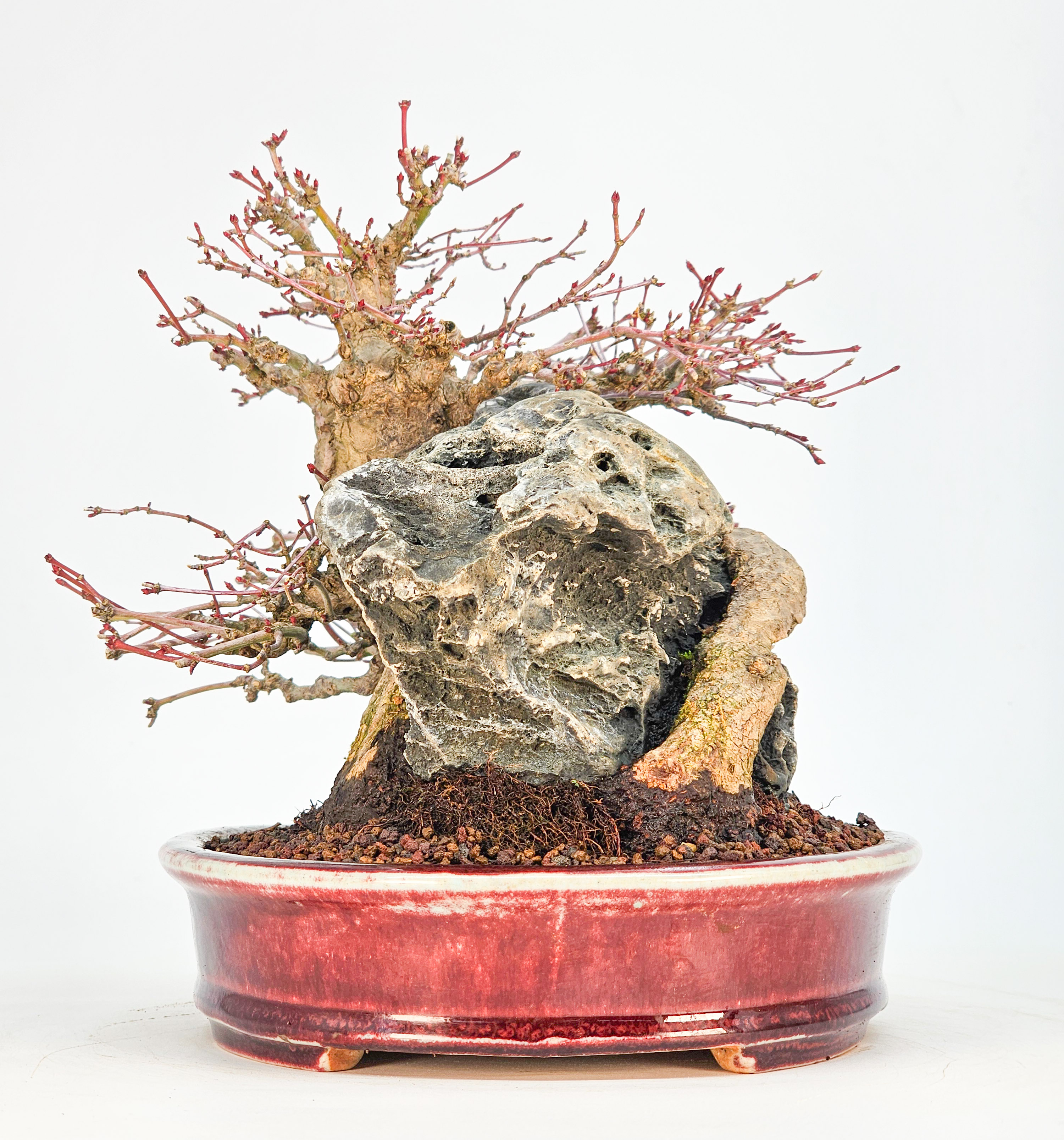 Bonsai Premium Fächerahorn - Acer palmatum Ishizuki Shohin 21cm