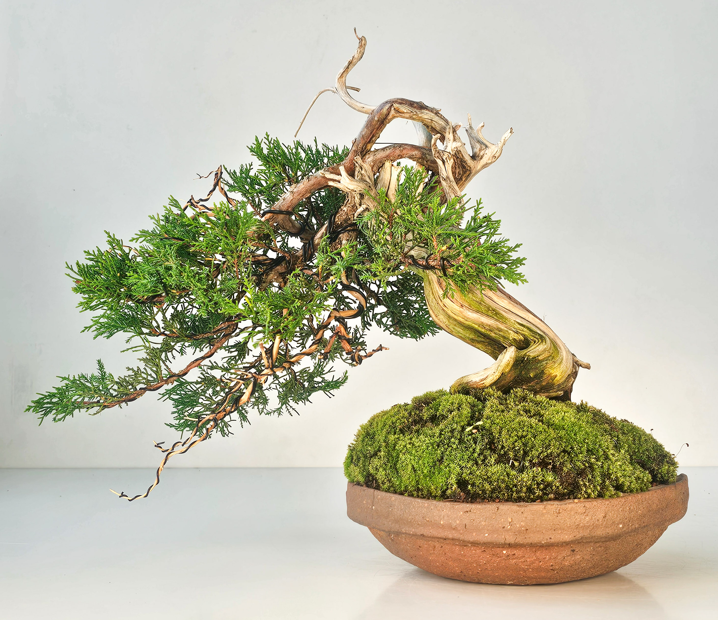 Bonsai Wacholder Juniperus chinensis shimpaku Shohin 21 cm Video!!