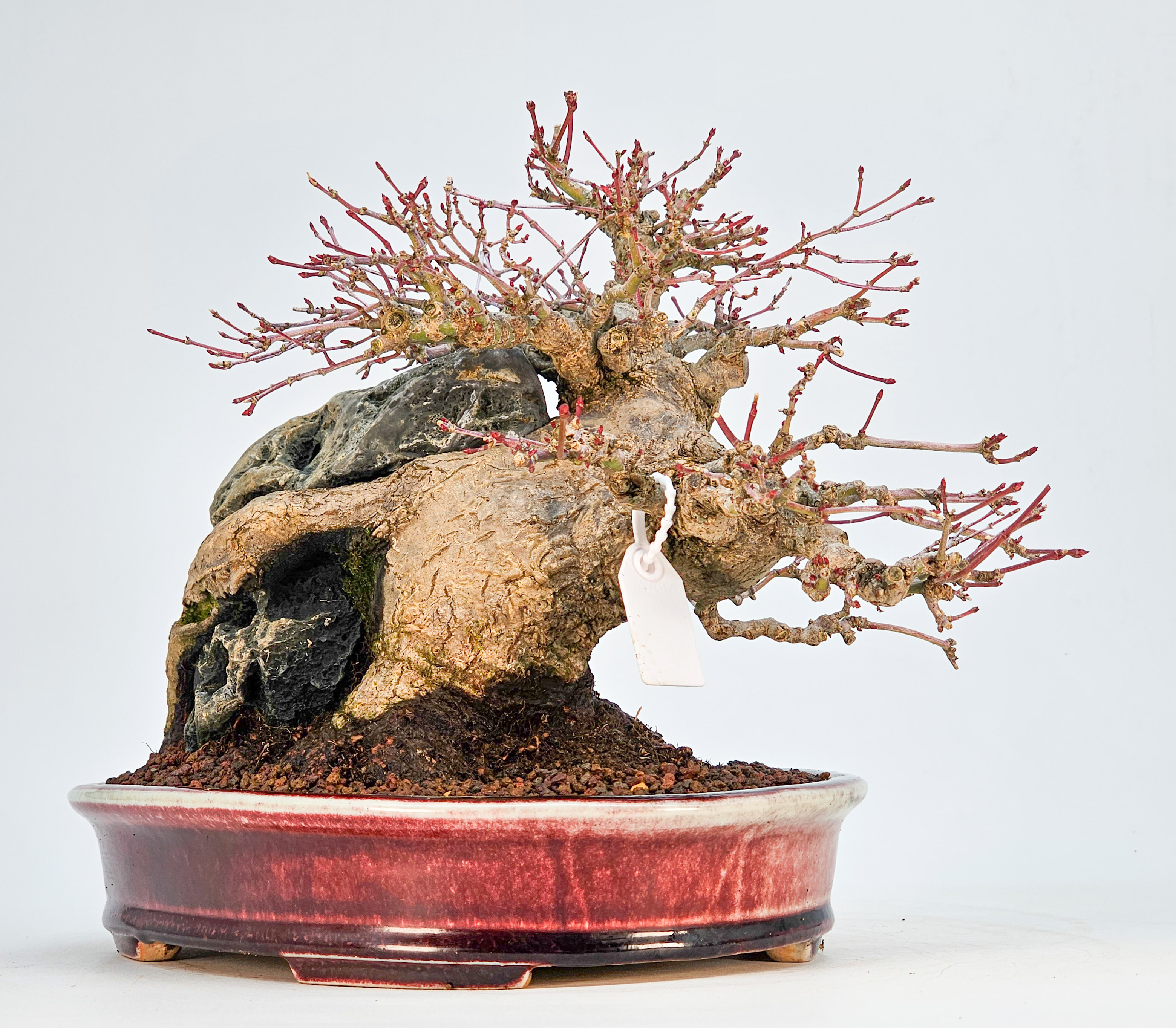 Bonsai Premium Fächerahorn - Acer palmatum Ishizuki Shohin 21cm