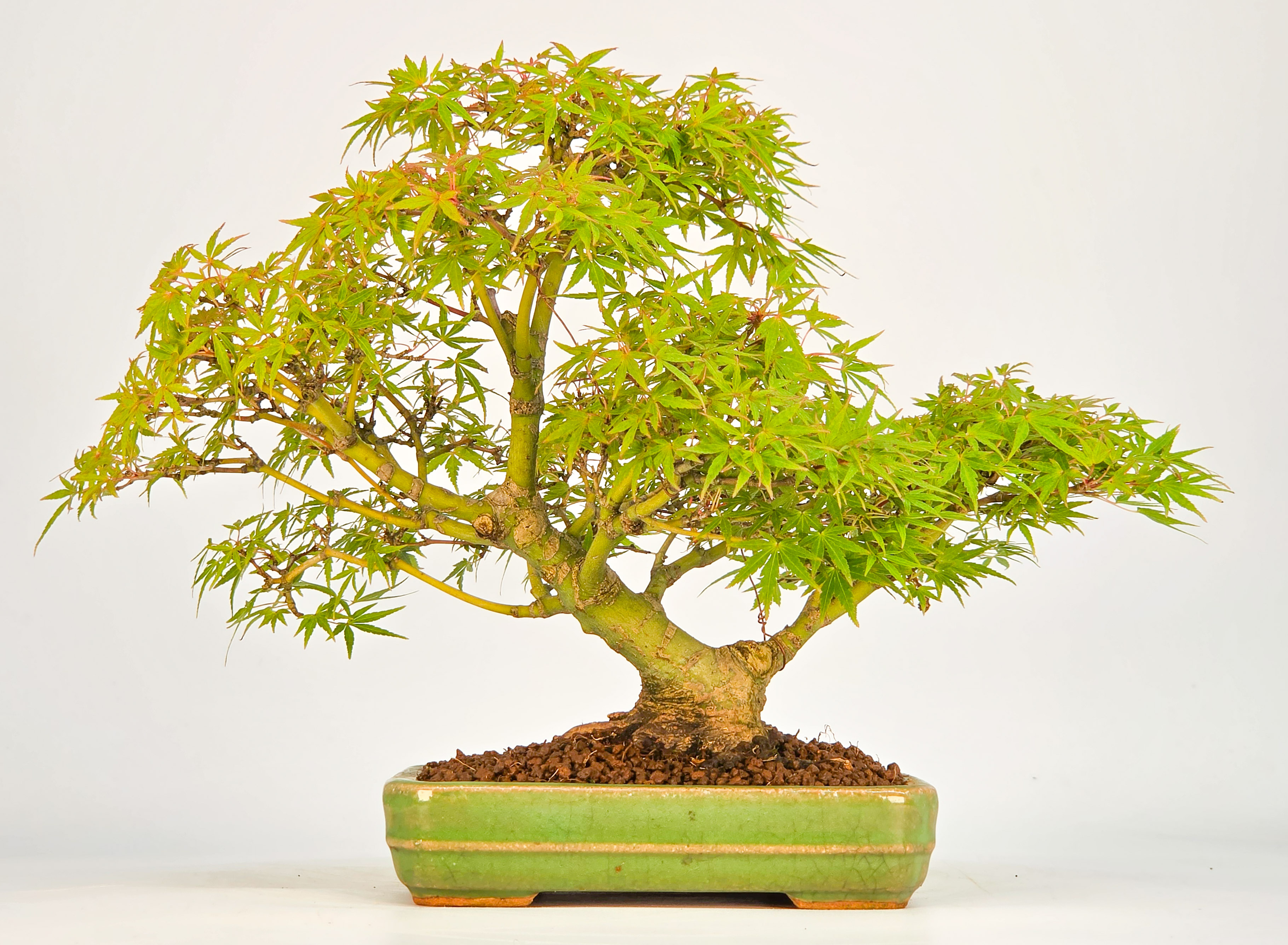 Bonsai Fächerahorn Zwergahorn – Acer palmatum Yukihime Shohin 20cm Video!!