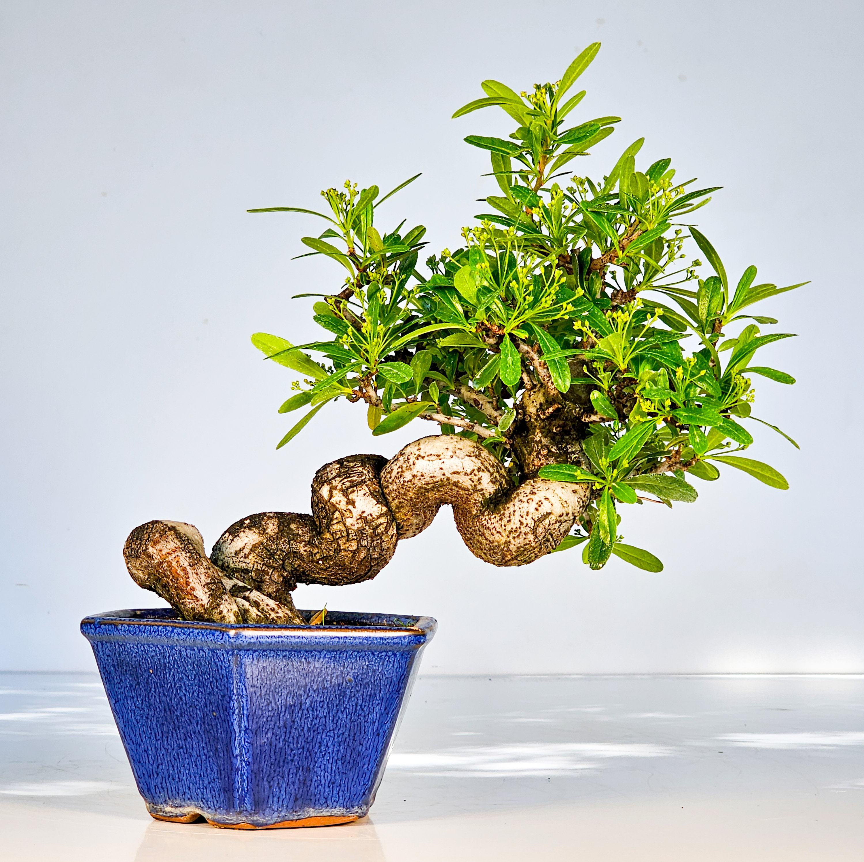 Bonsai Pyracantha - Feuerdorn Shohin 18cm  