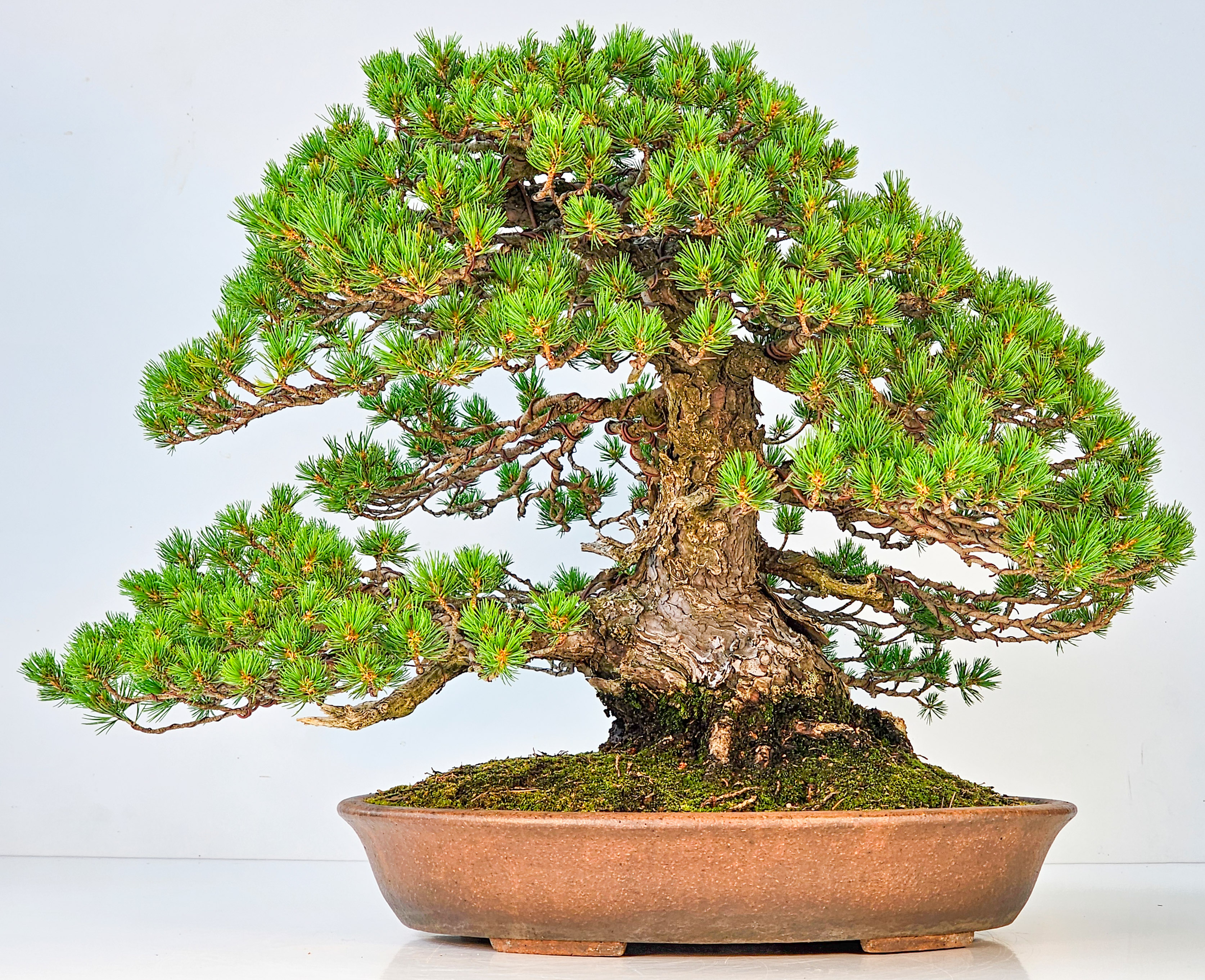 Bonsai Mädchenkiefer Pinus parviflora zuisho 42,5 cm