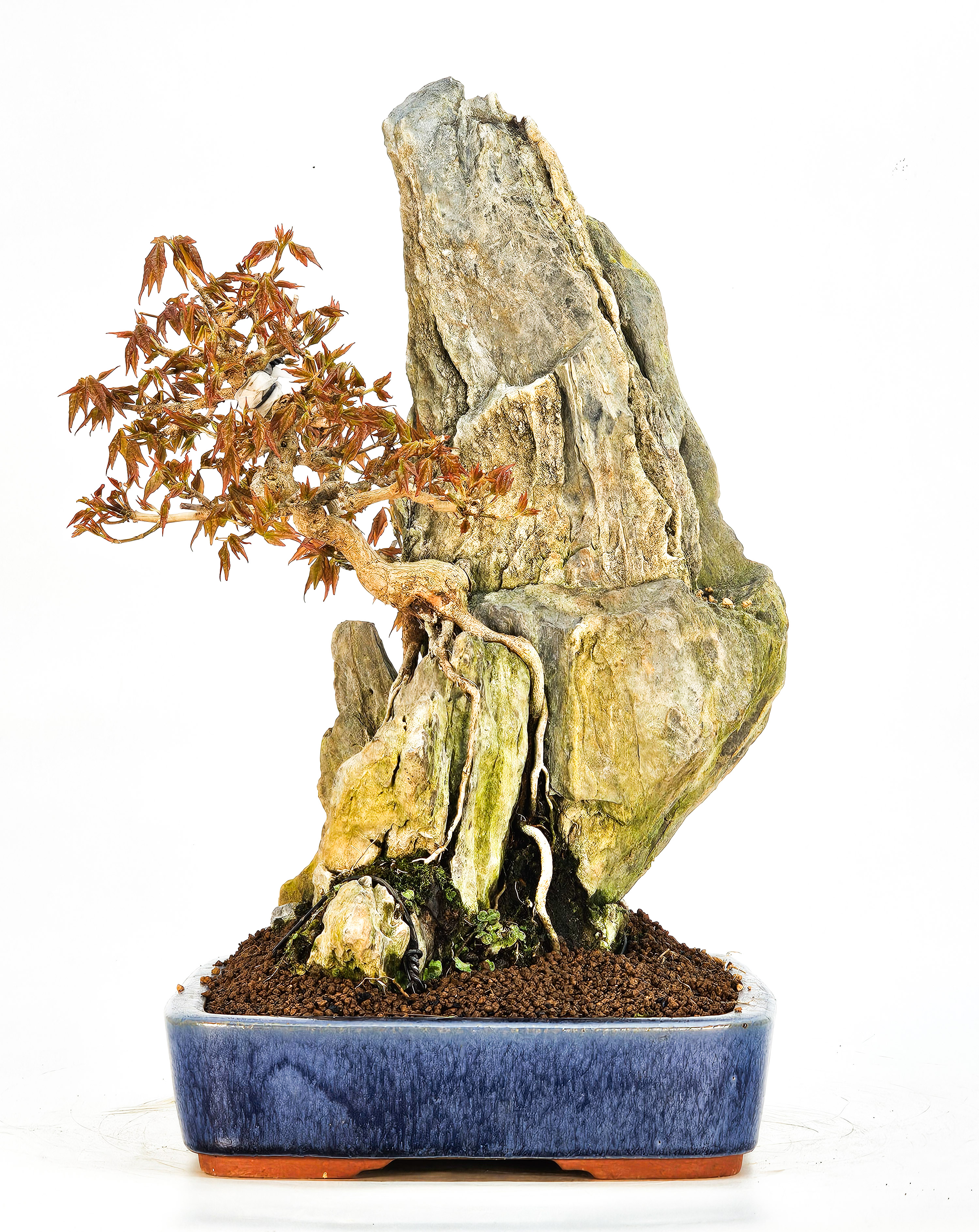 Bonsai Dreispitzahorn - Acer buergerianum Ishizuki 27/36cm