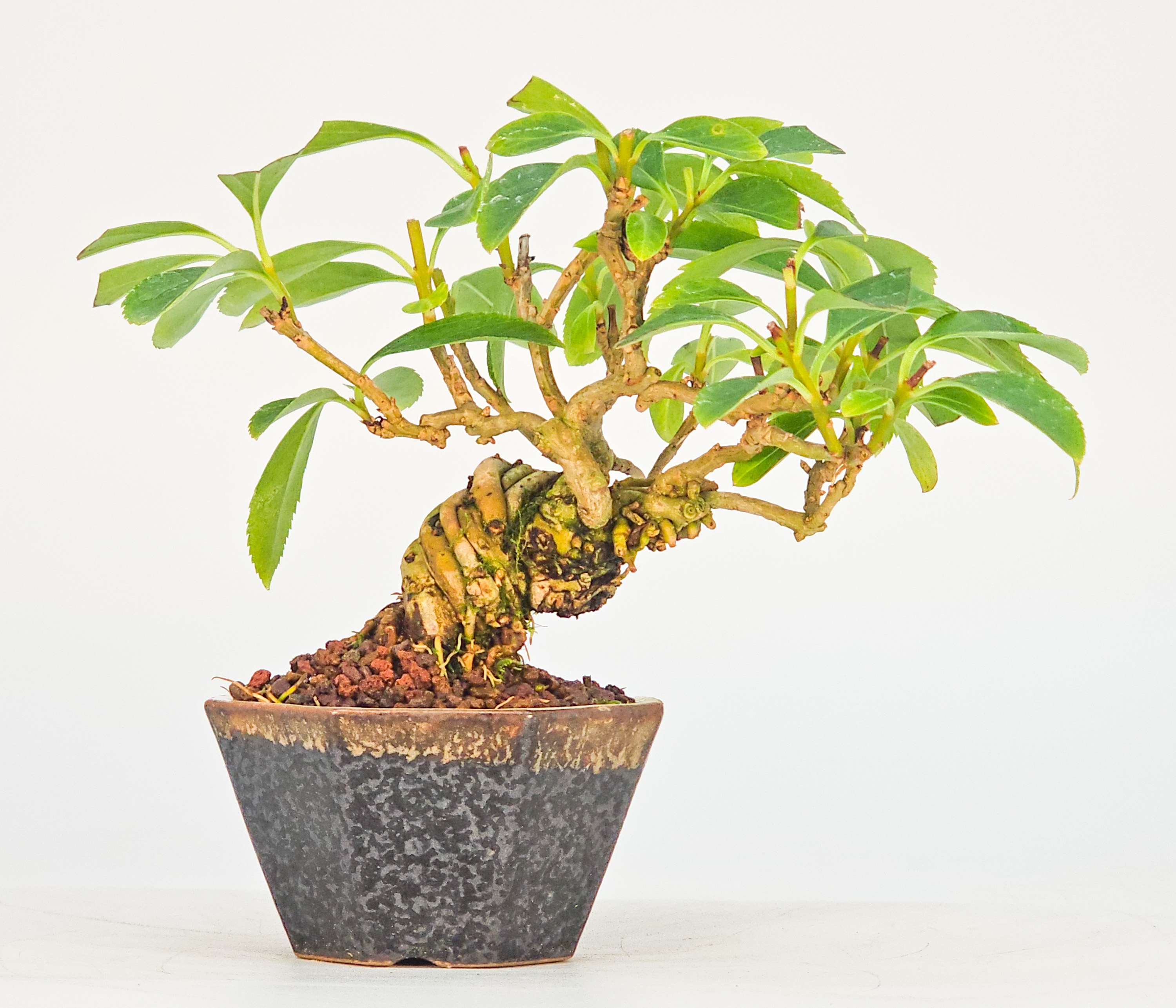 Bonsai Forsythie - Forsythia Mame 9cm