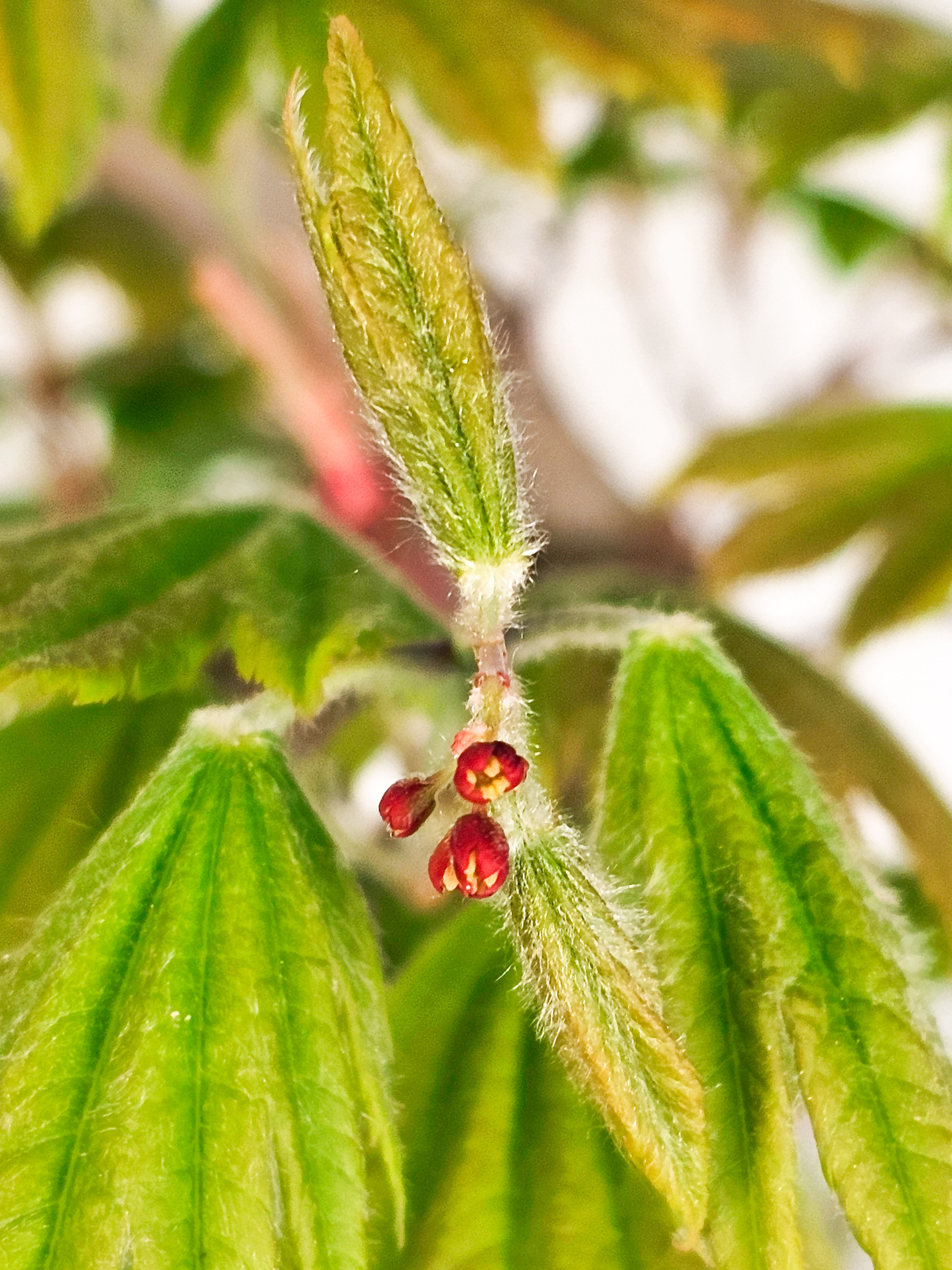 Bonsai Japanischer Ahorn - Acer japonicum 50cm 
