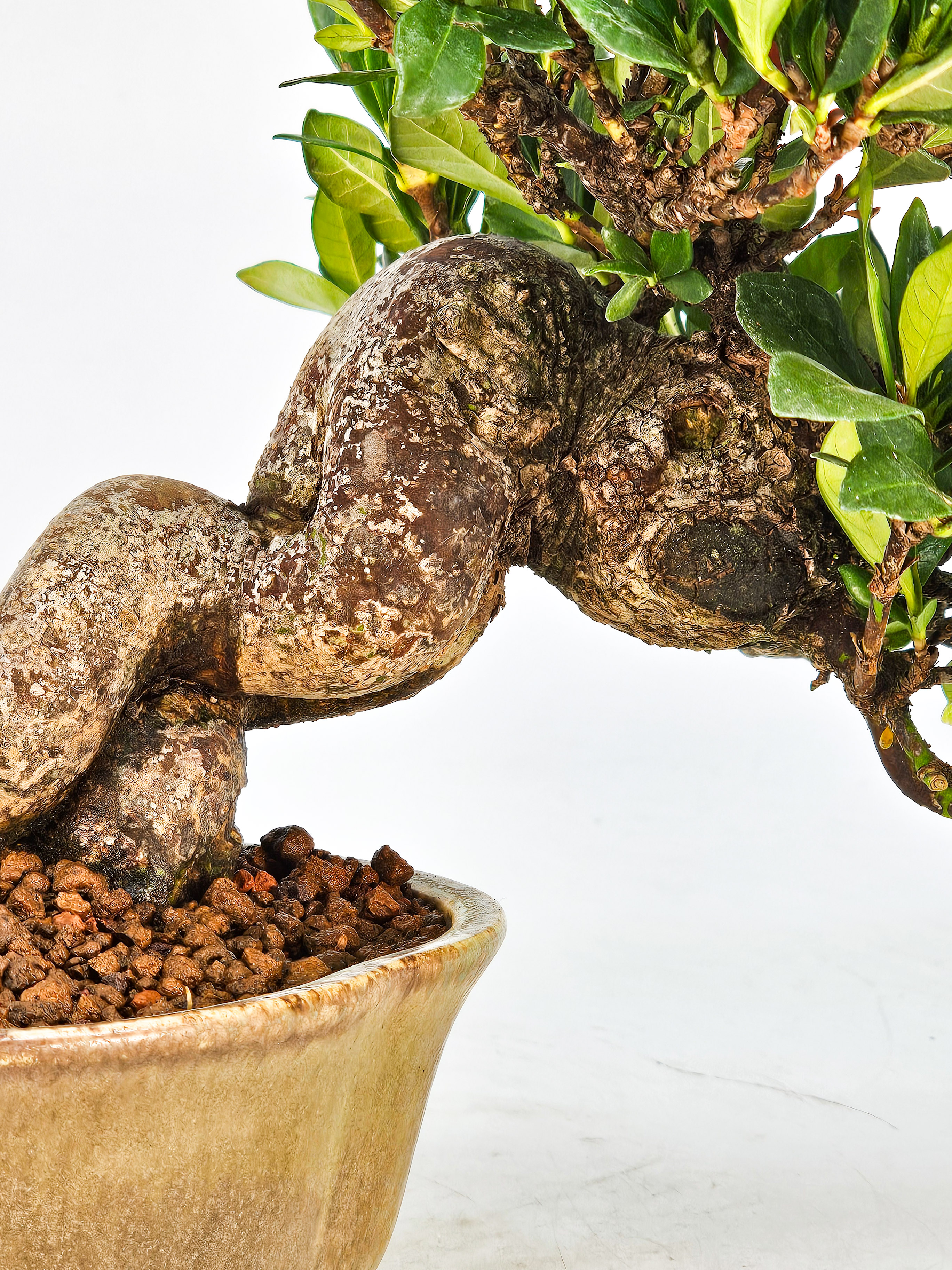 Bonsai Gardenia jasminoides Shohin 18cm    
