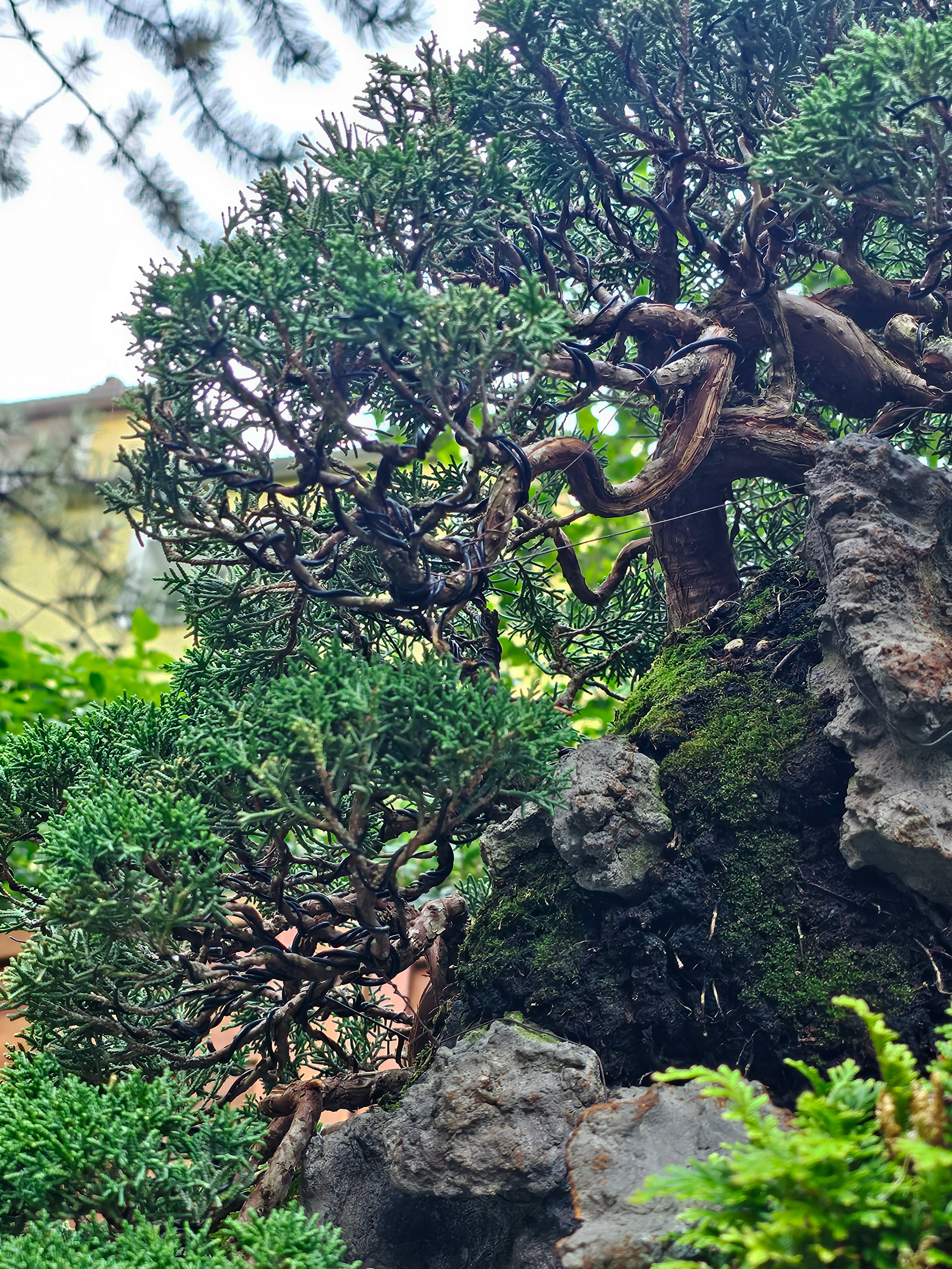Bonsai Wacholder Juniperus chinensis Ishitsuki 72cm Video!! Bonsai Wacholder Juniperus chinensis Ishitsuki 72cm Video!!
