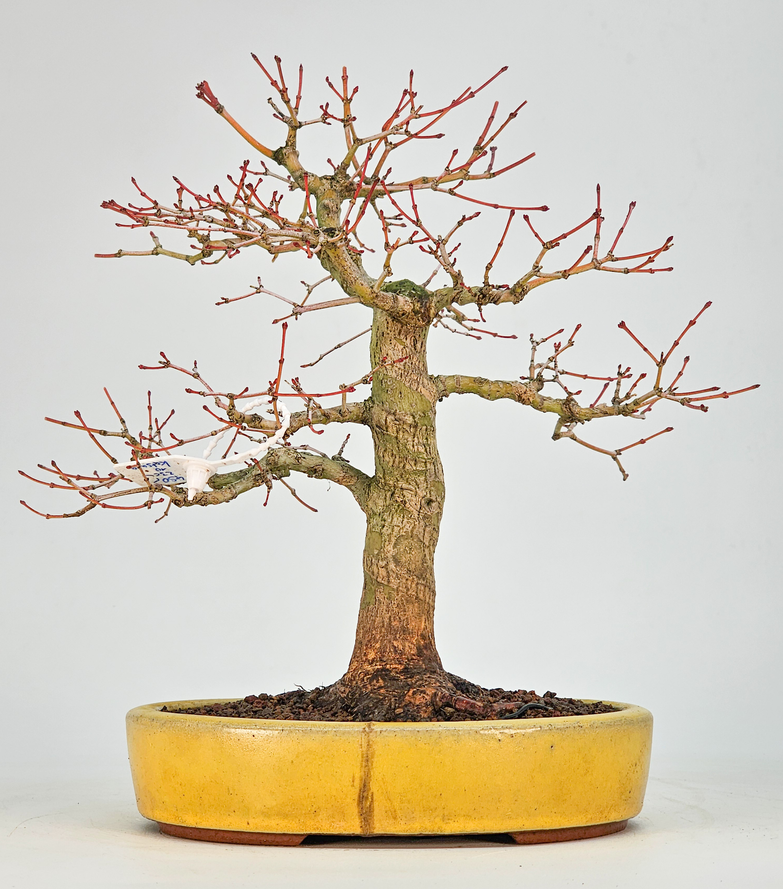 Bonsai Fächerahorn - Acer Palmatum Katsura 23cm