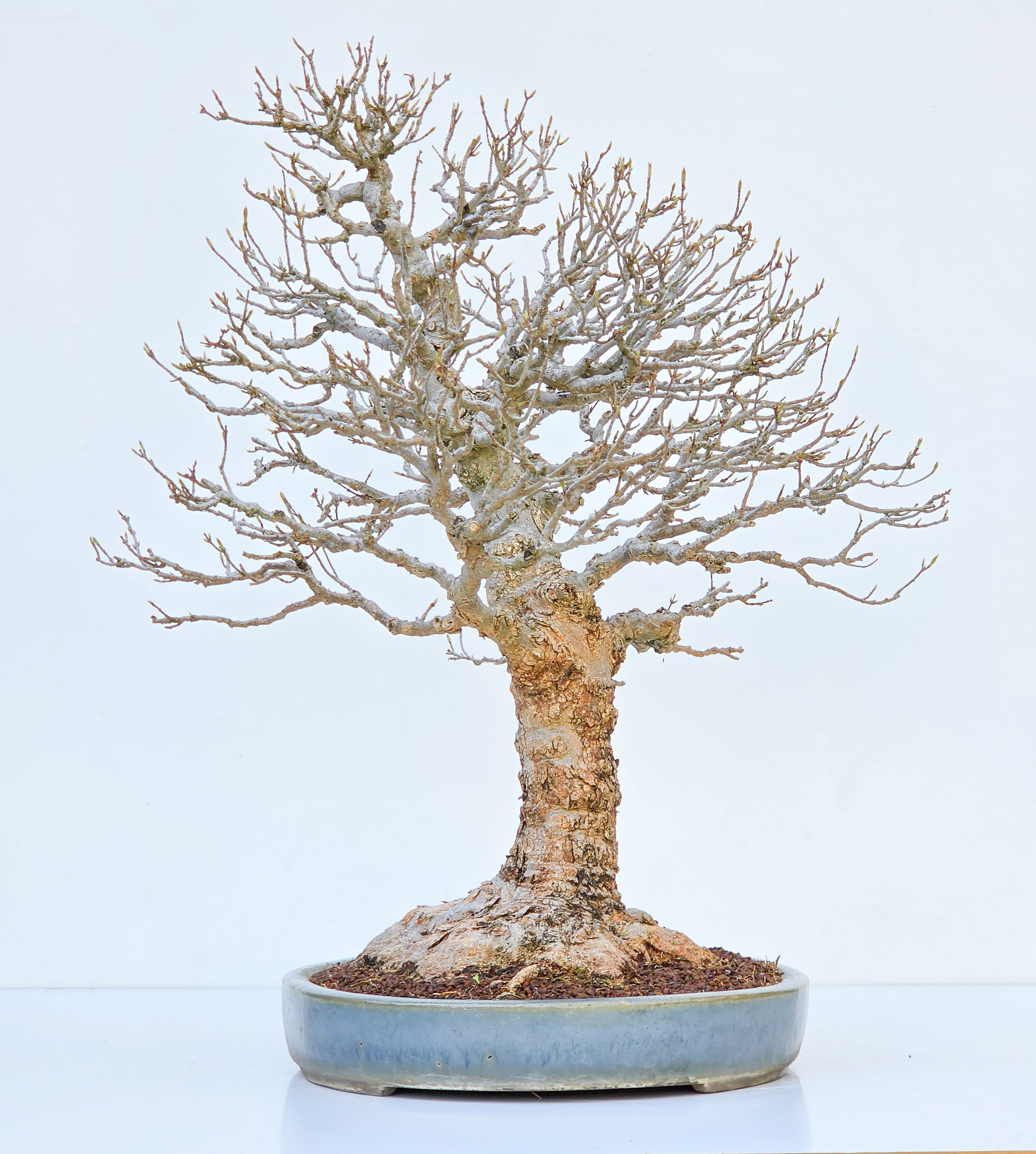 Bonsai Dreispitzahorn  - Acer buergerianum Arakawa 63cm Video!!