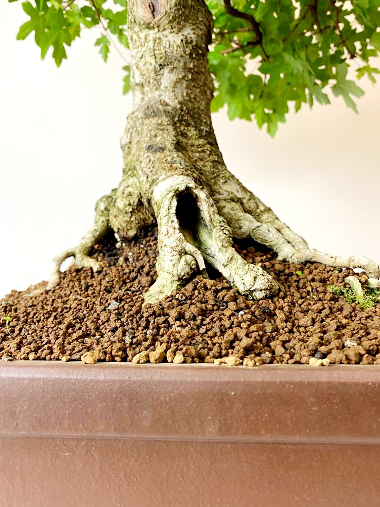 Bonsai Feldahorn Acer campestre 65cm