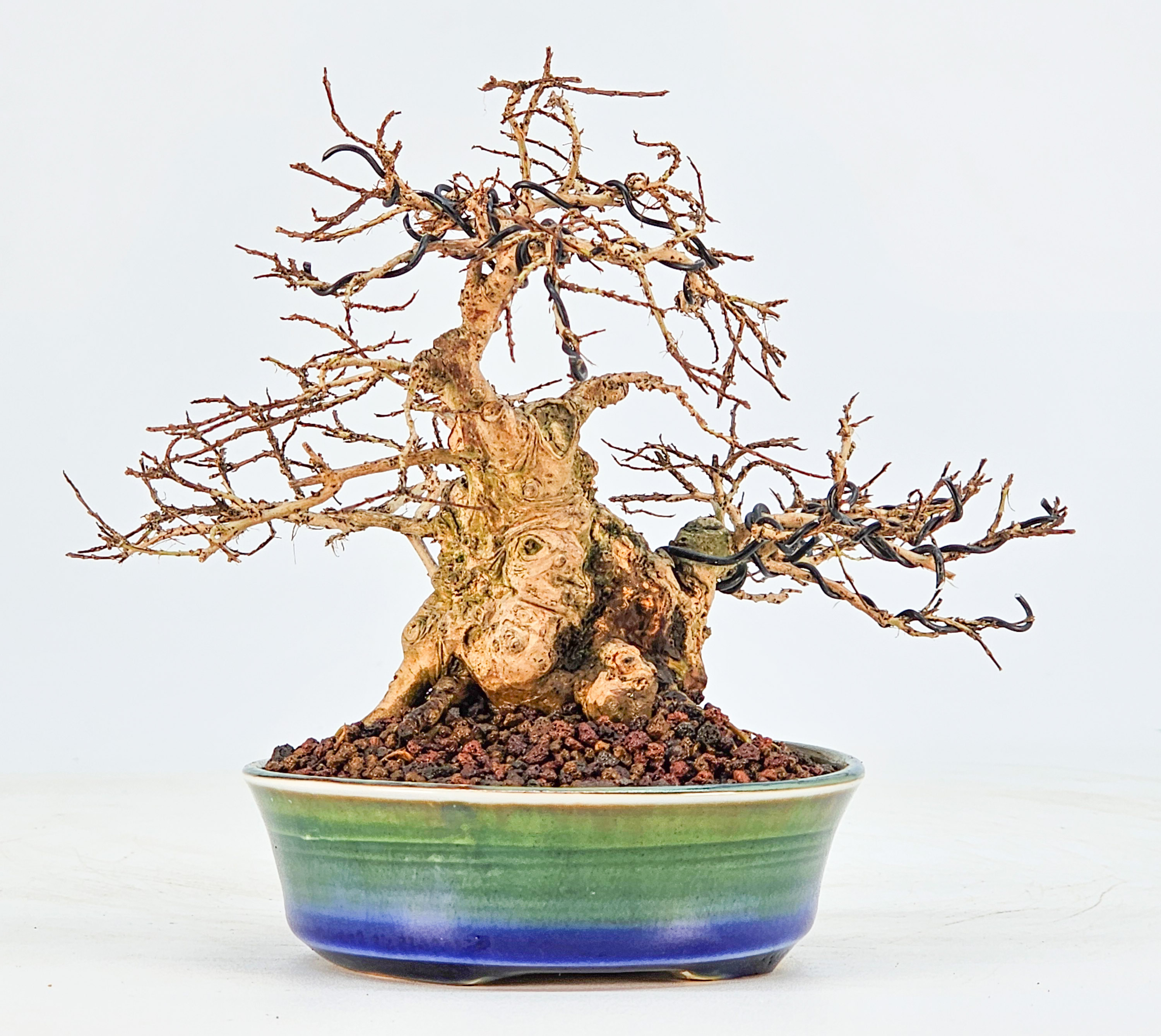 Bonsai Kreppmyrte  - Lagerstroemia indica Shohin 11,5cm