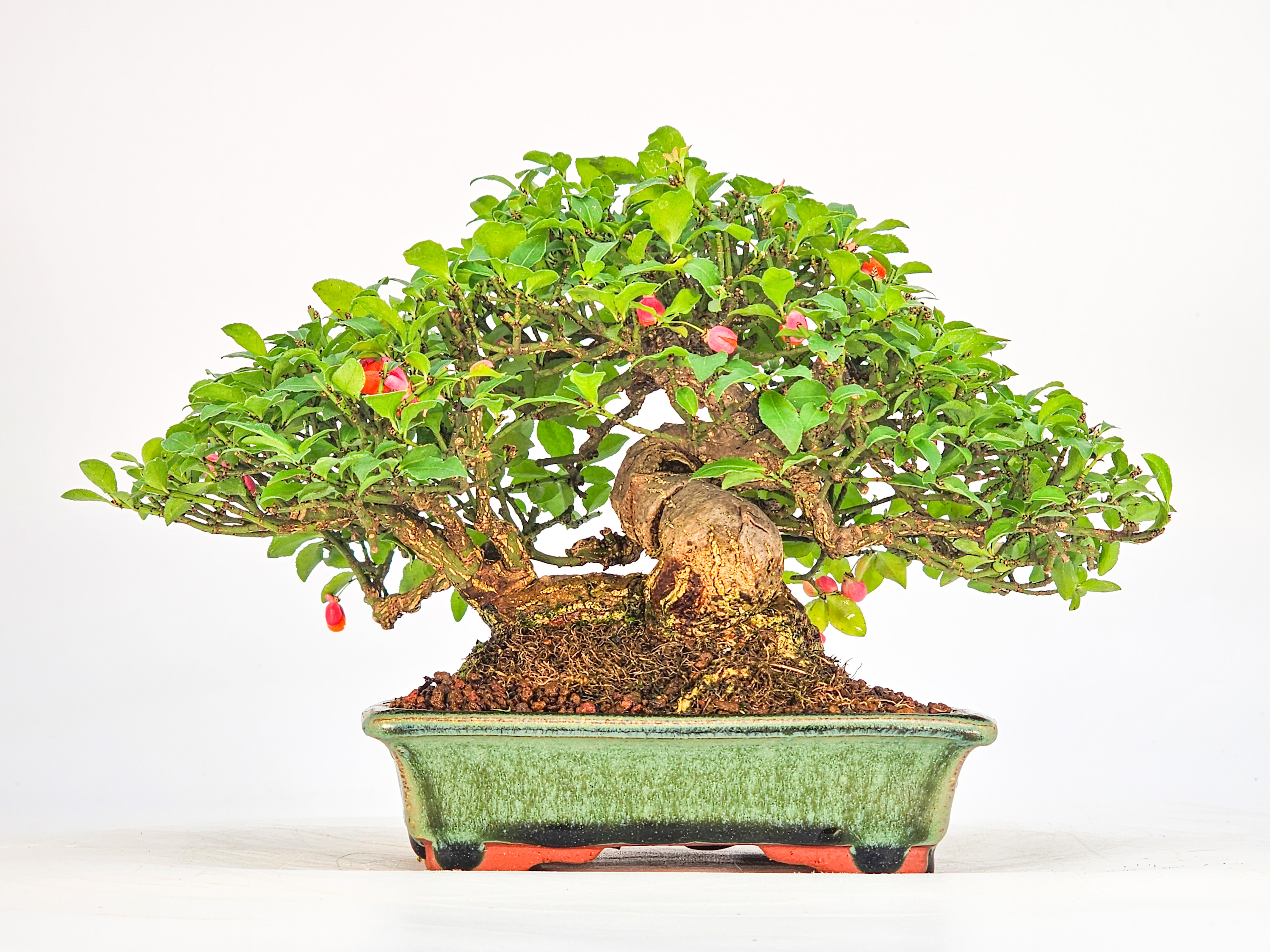 Bonsai Pfaffenhütchen - Euonymus Shohin 13,5cm Video!!
