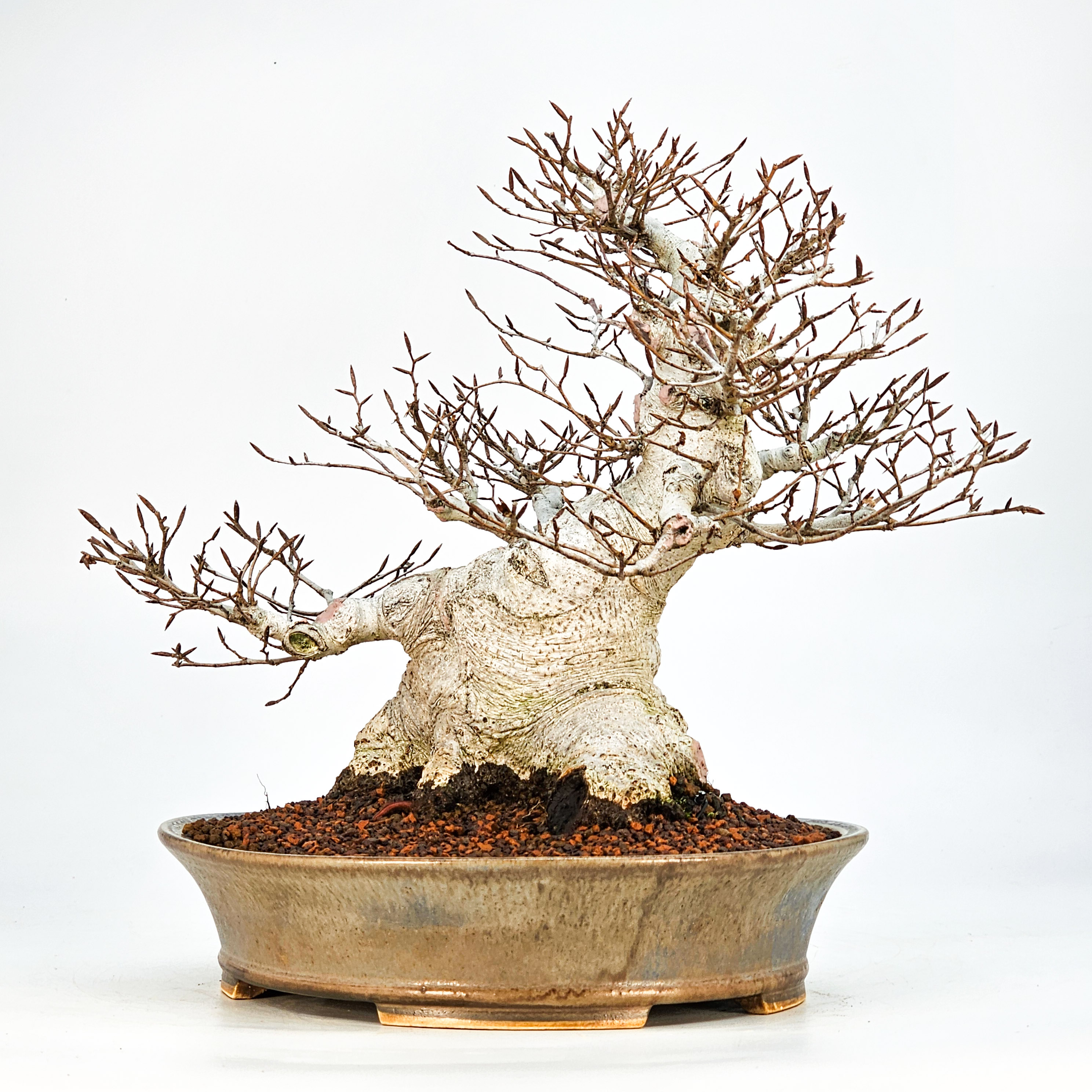 Bonsai Premium Kerbbuche Fagus Crenata 26 cm Video!!! Bonsai Premium Kerbbuche Fagus Crenata 26 cm Video!!!