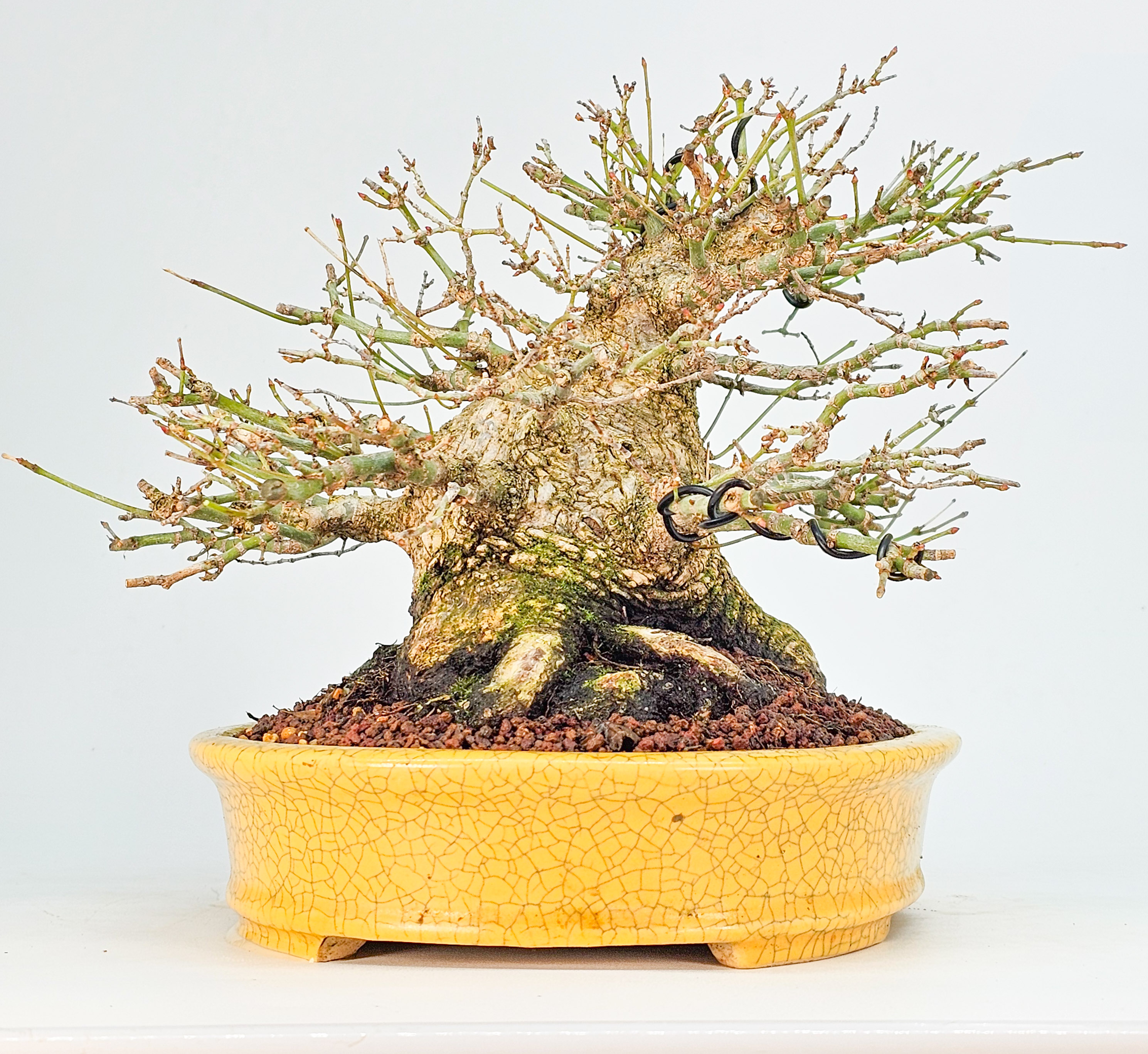 Bonsai Premium Fächerahorn - Acer palmatum Shohin 21cm 