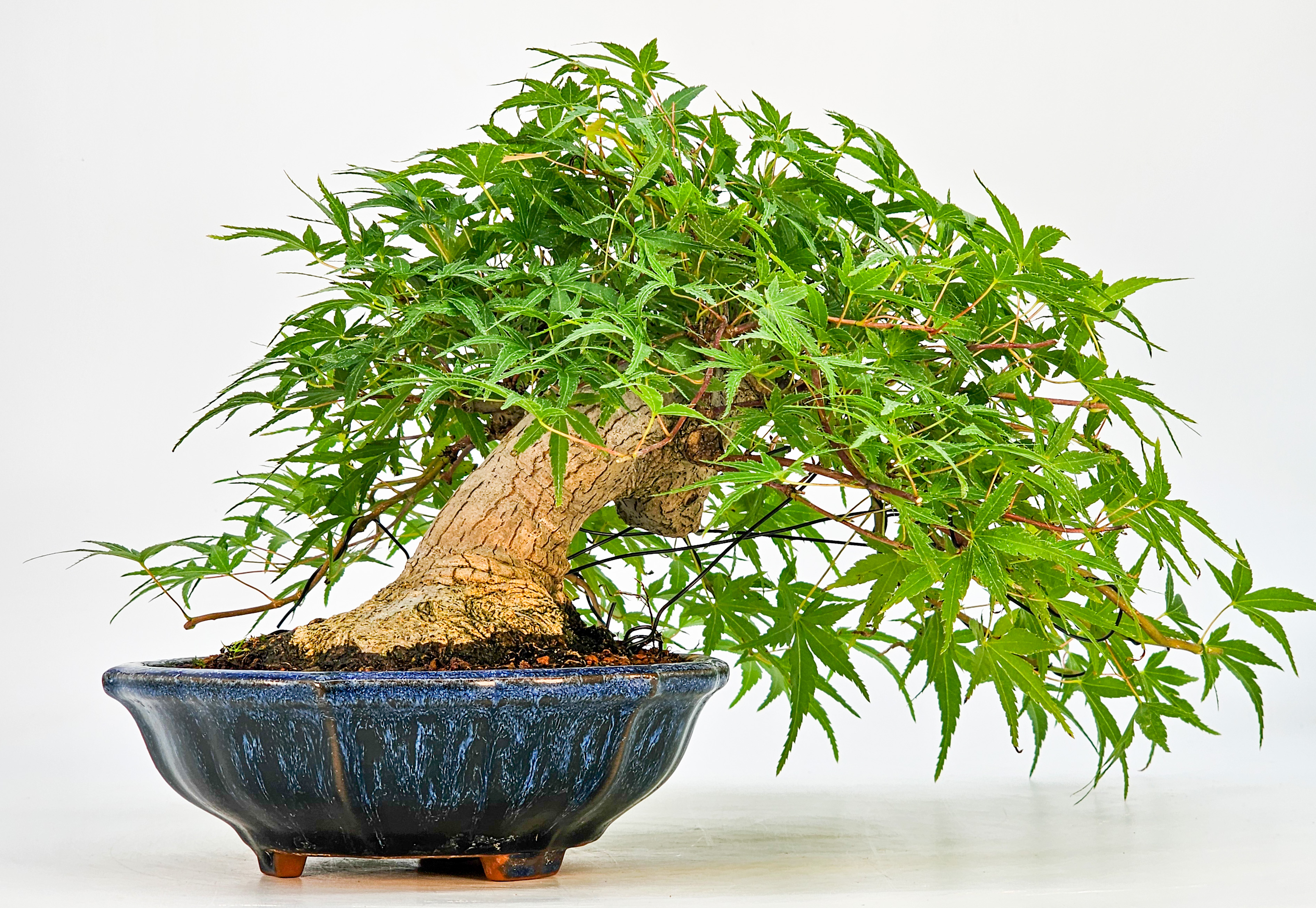 Bonsai Fächerahorn Acer Palmatum Shohin 17cm Bonsai Fächerahorn Acer Palmatum Shohin 17cm