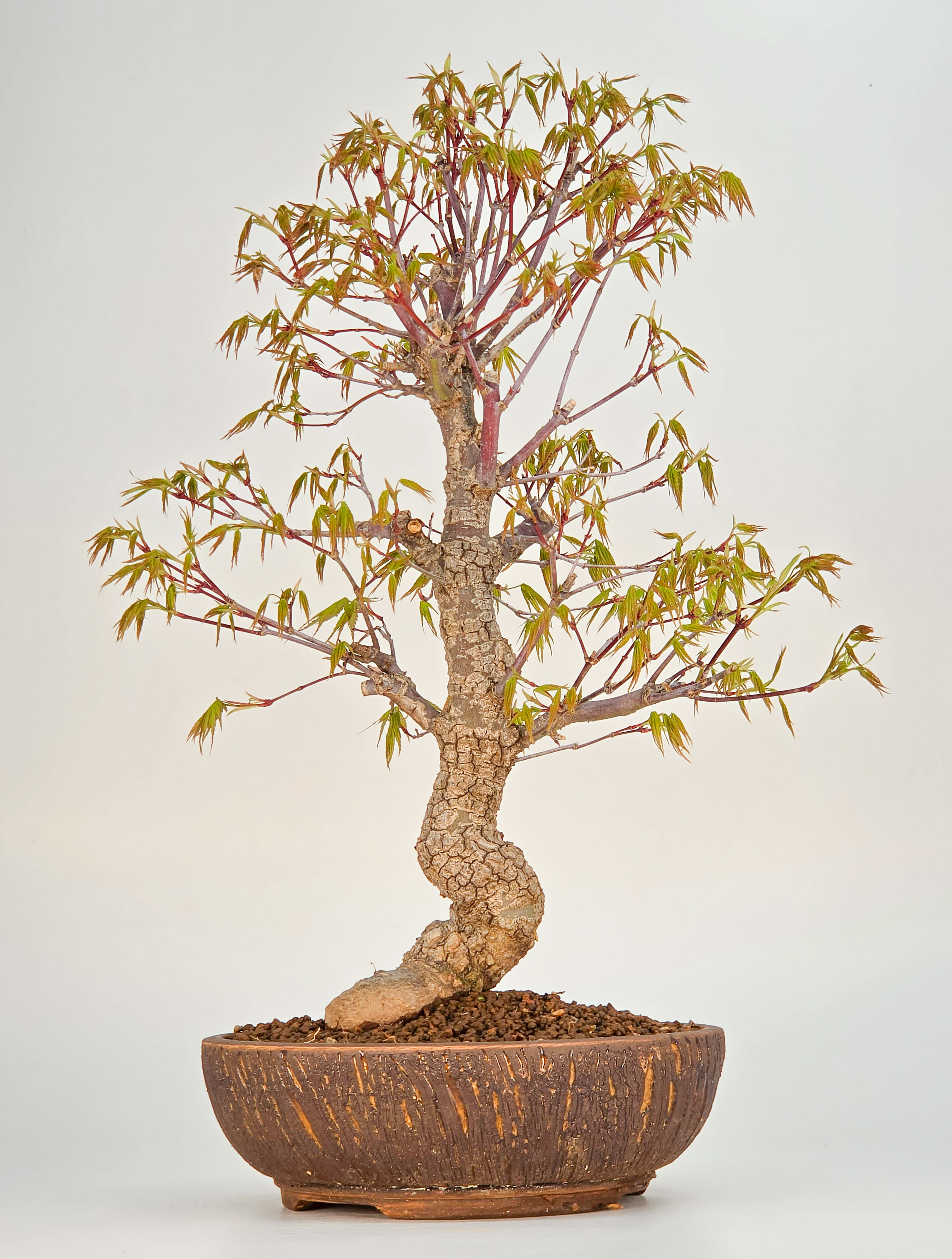 Bonsai Fächerahorn - Acer palmatum Arakawa 39cm