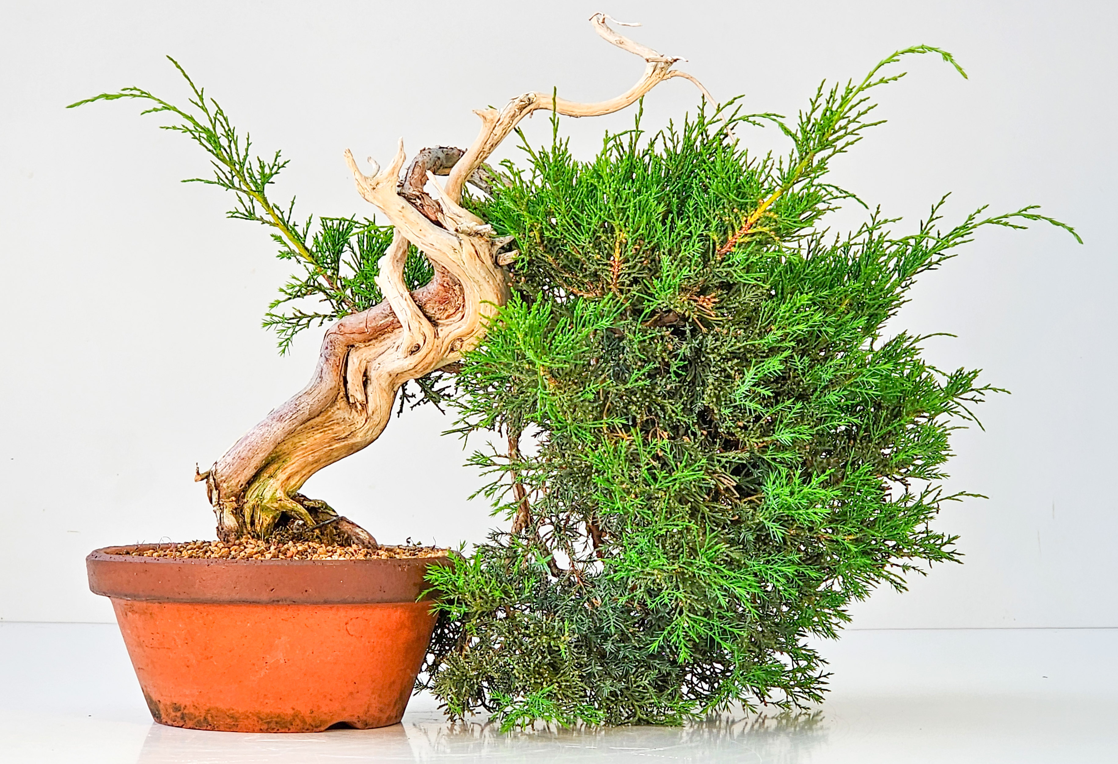 Bonsai Wacholder Juniperus chinensis shimpaku Shohin 21 cm