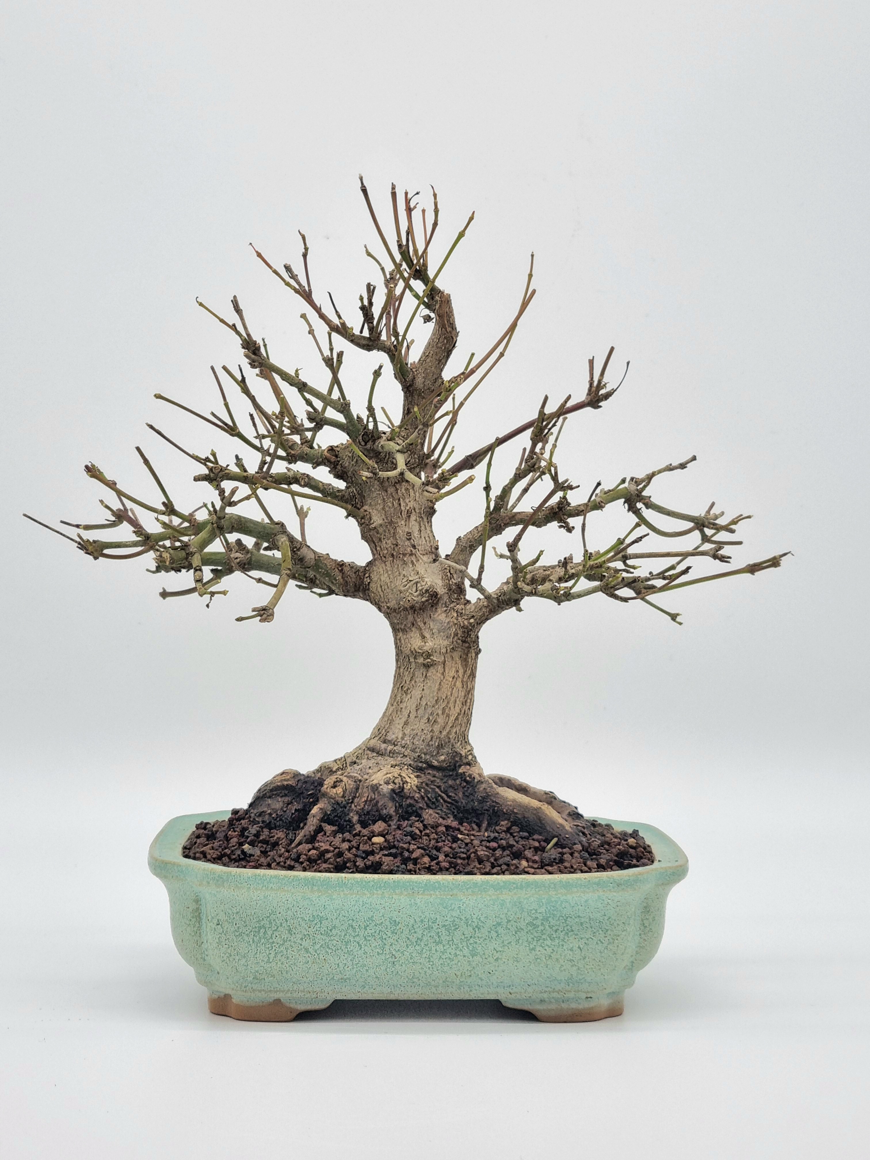 Bonsai Fächerahorn Ahorn Yamamomiji Acer Palmatum Shohin