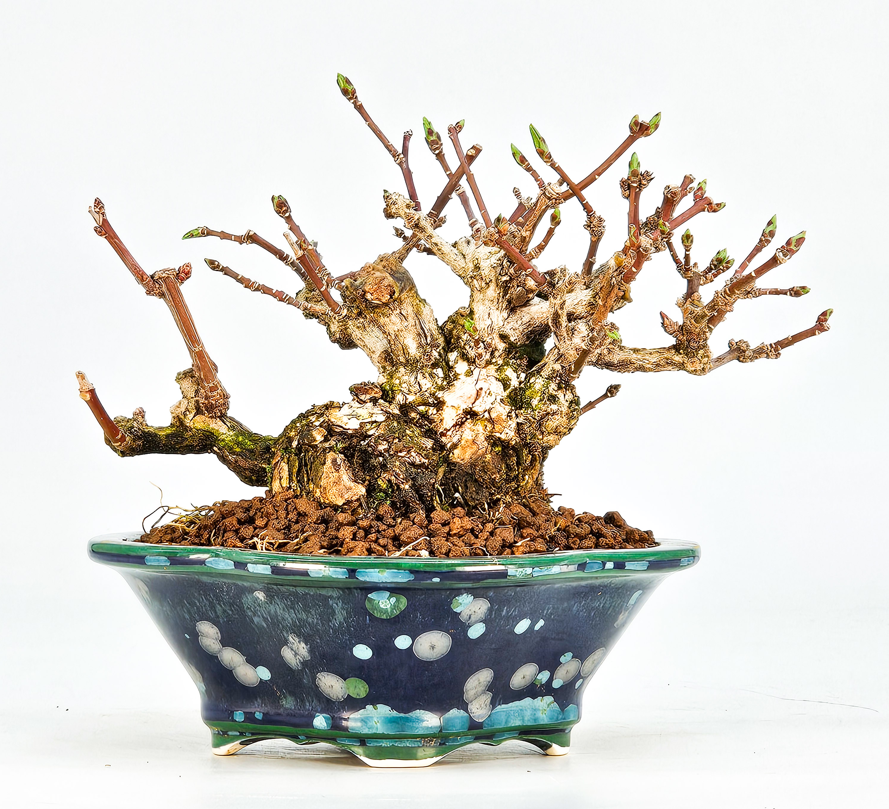  Bonsai Pfaffenhütchen - Euonymus Shohin 10cm