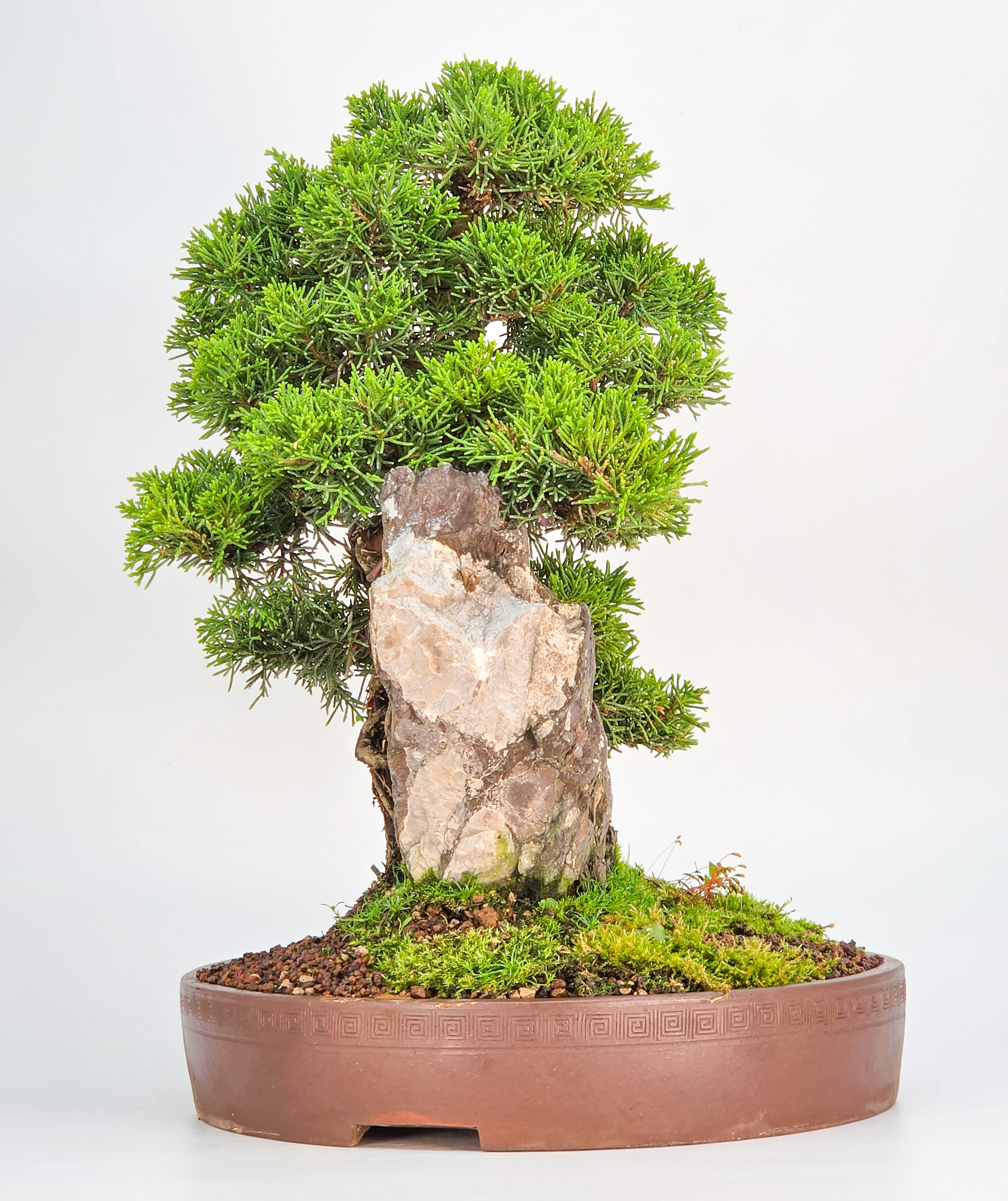 Bonsai Wacholder Juniperus chinensis shimpaku 30,5 cm