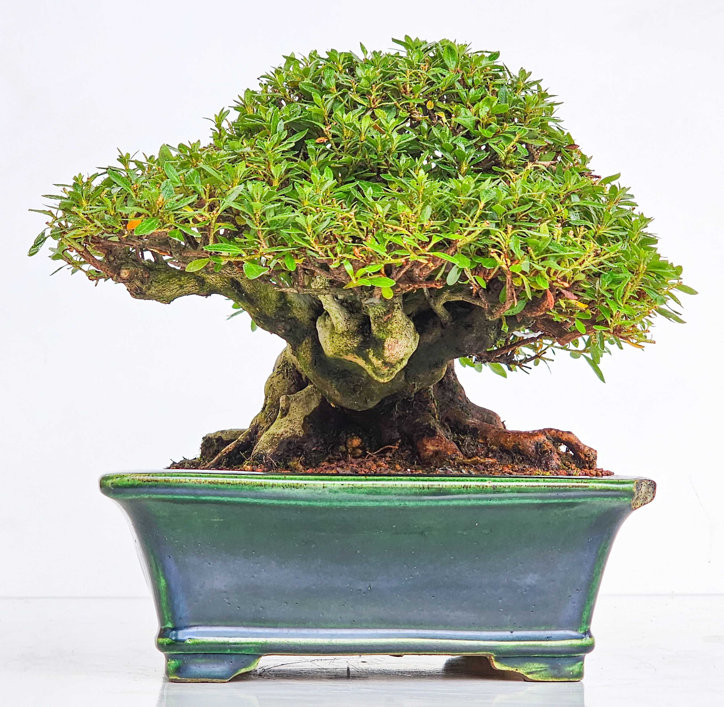 Bonsai Premium Azalee - Rhododendron indicum - Beni Gumo Shohin 20cm
