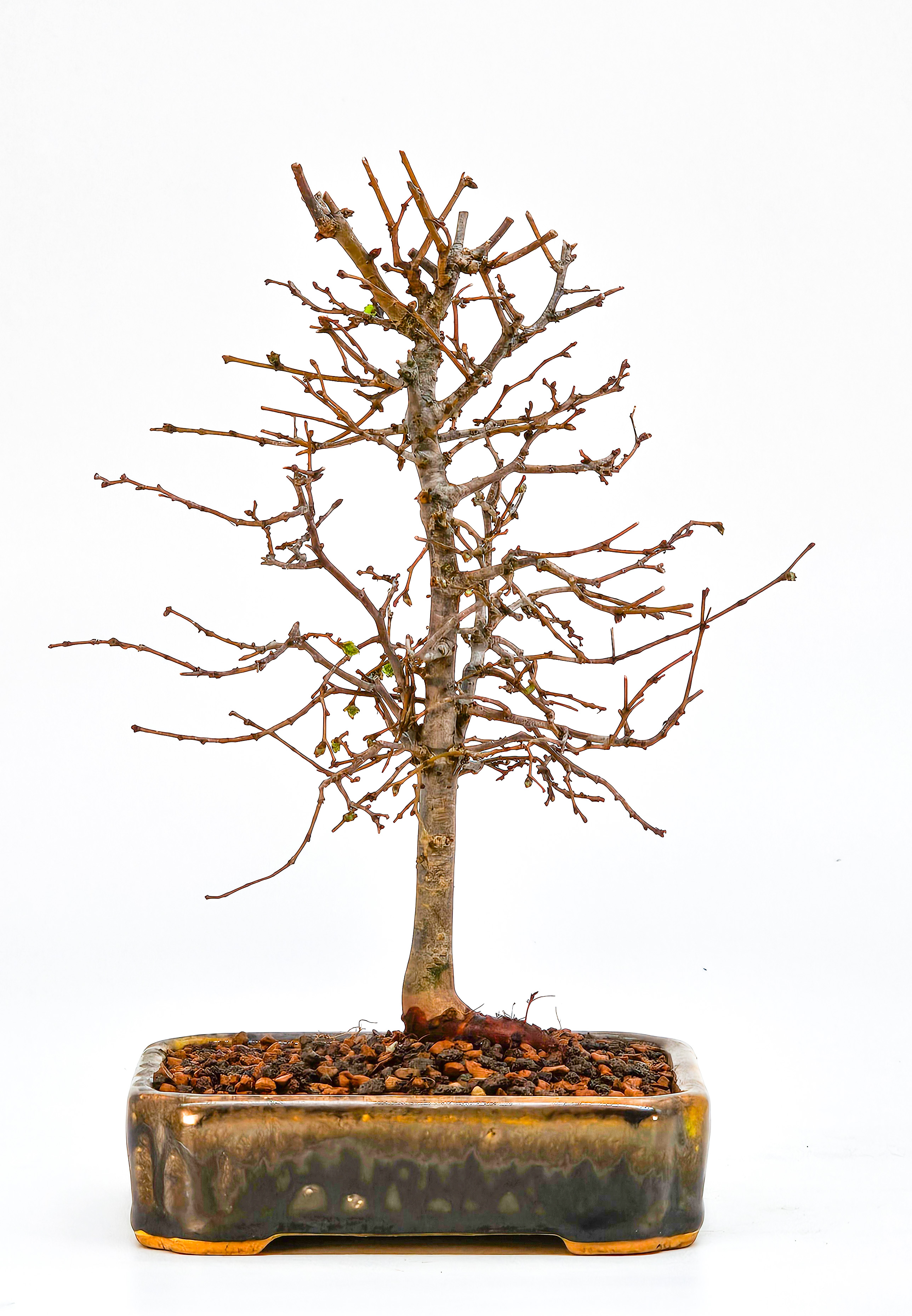 Bonsai Zelkova serrata Shohin 17cm 