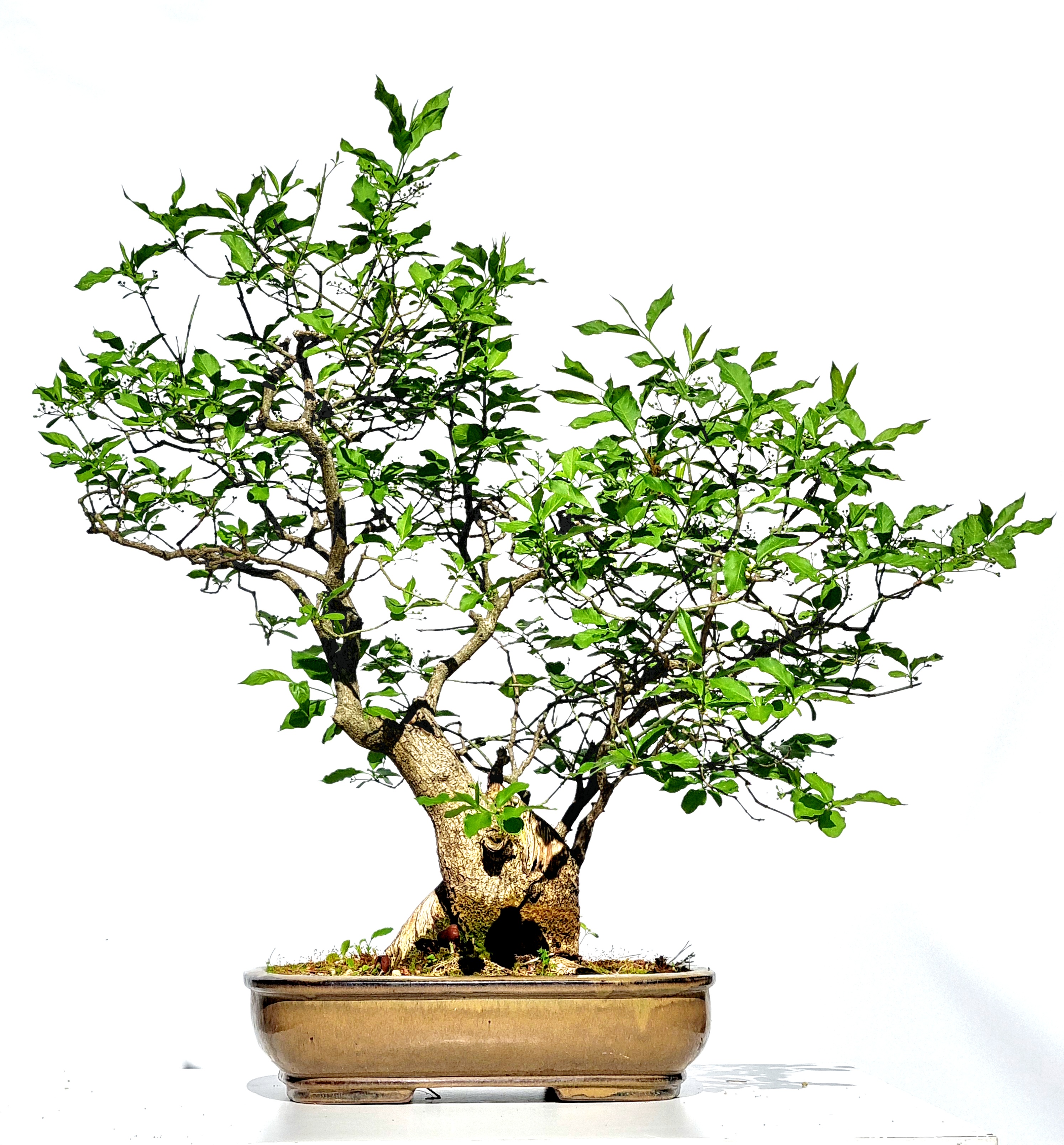 Bonsai Pfaffenhütchen - Euonymus europaeus 62cm
