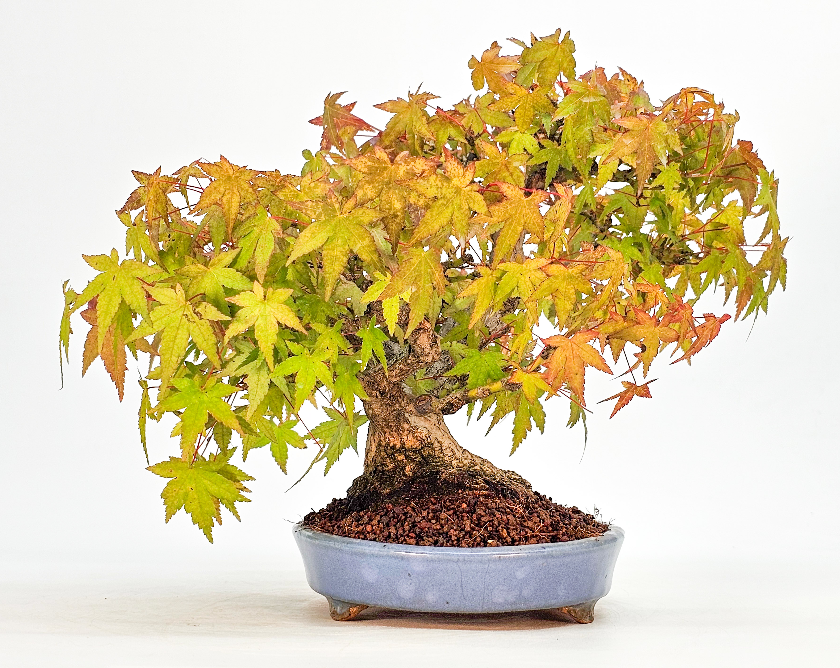 Bonsai Fächerahorn - Acer palmatum Shohin 19cm  
