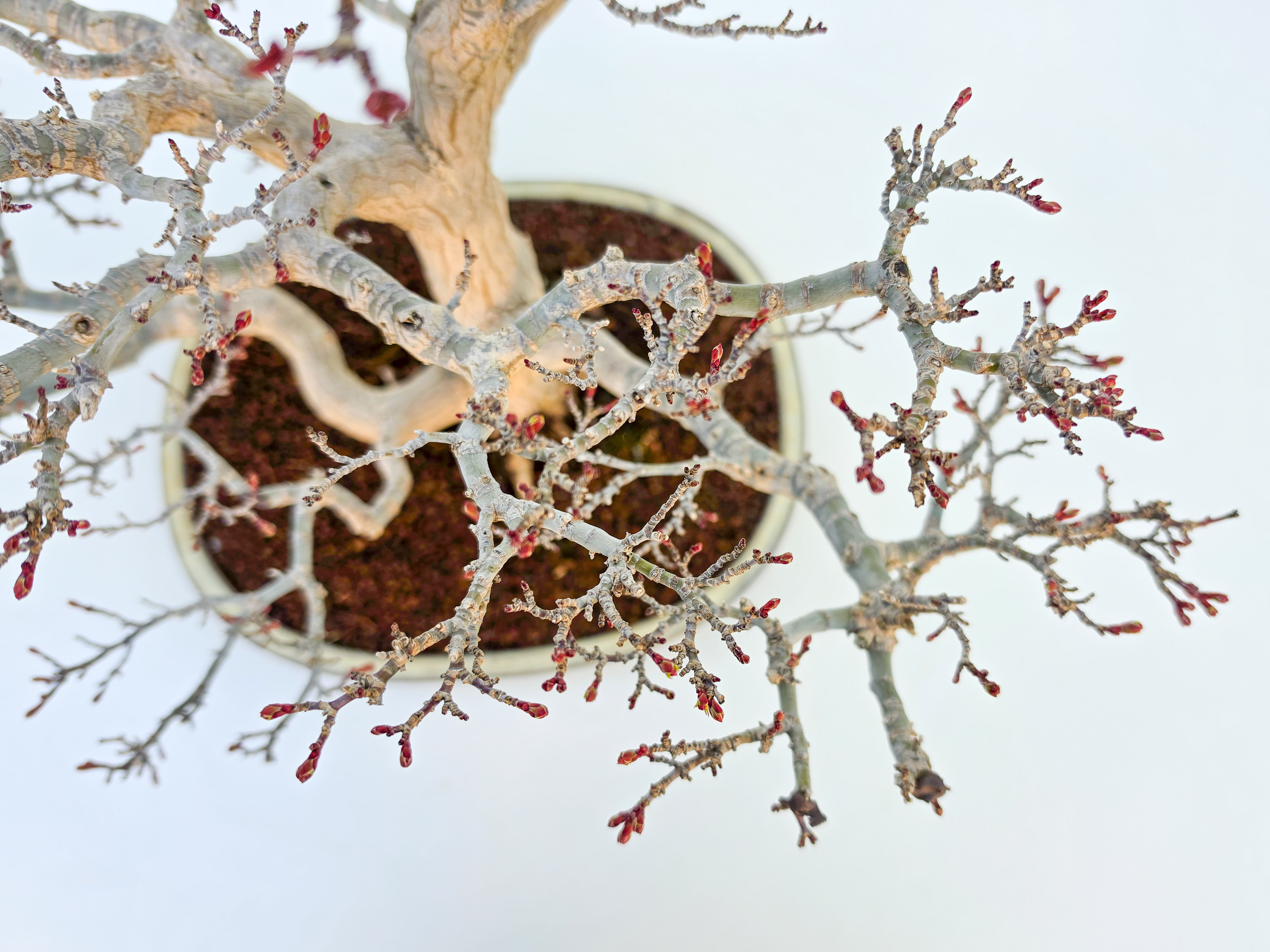 Bonsai Premium Löwenkopfahorn- Acer palmatum Shishigashira 47cm Video!!