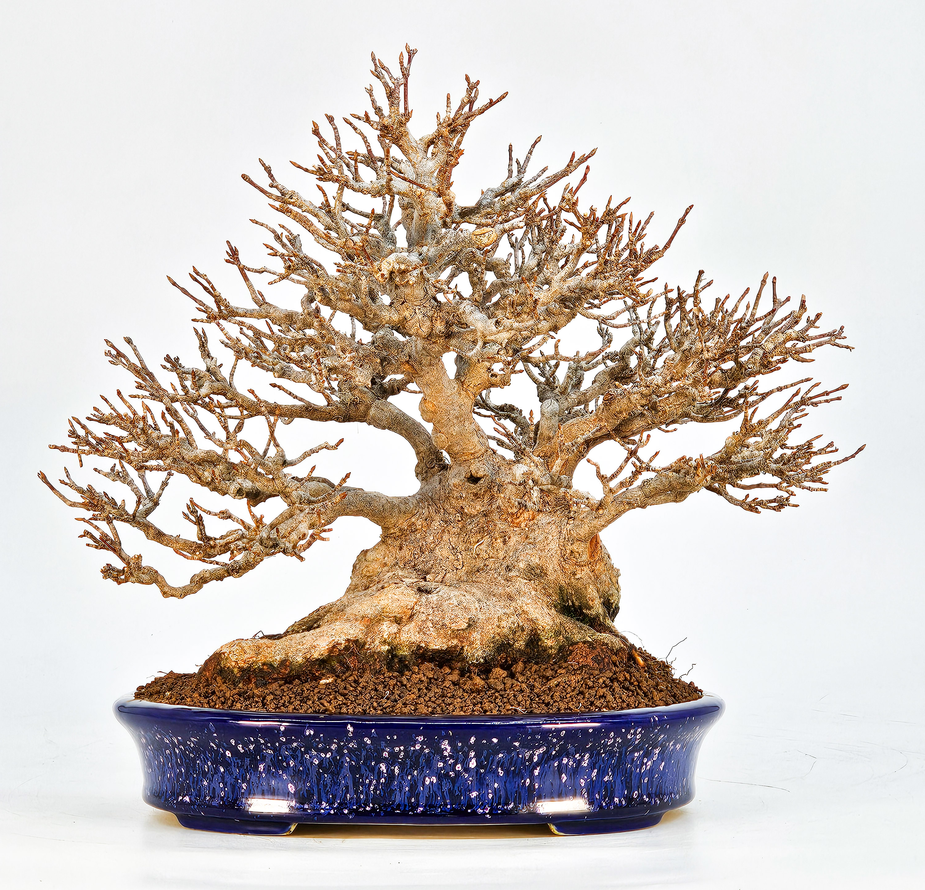 Bonsai Dreispitzahorn - Acer buergerianum 20cm Video!!
