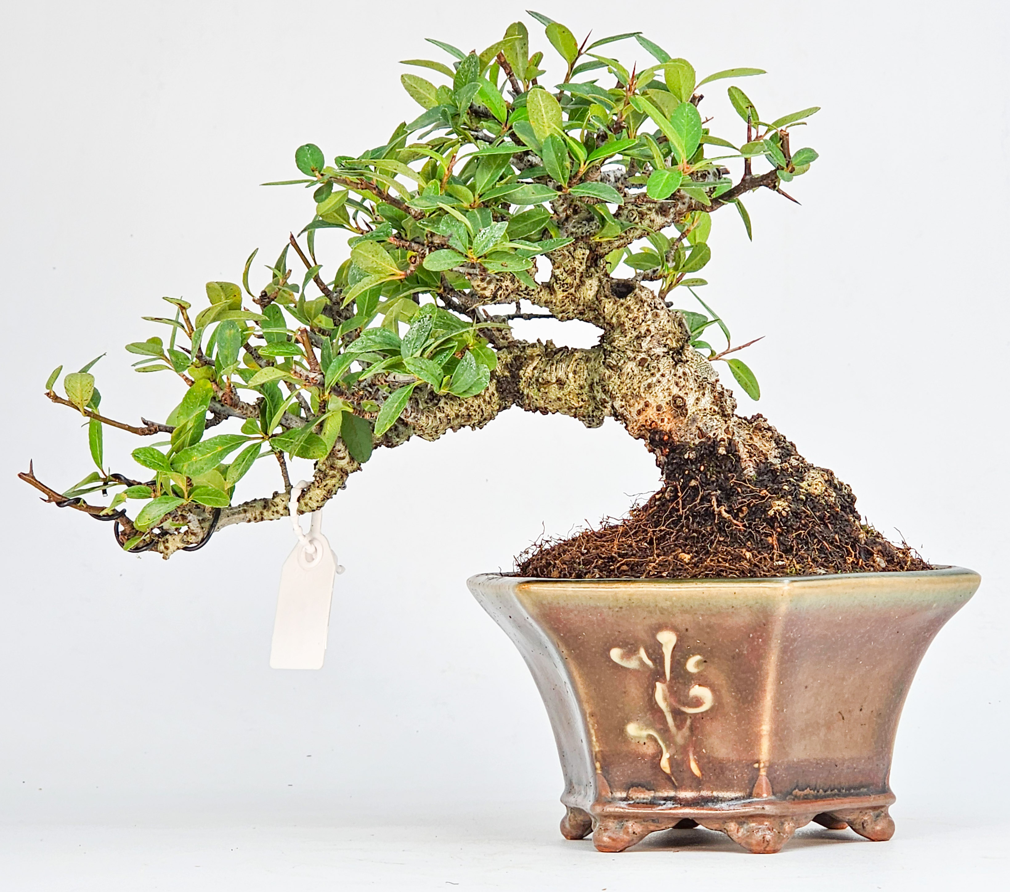 Bonsai Feuerdorn - Pyracantha Shohin 15cm